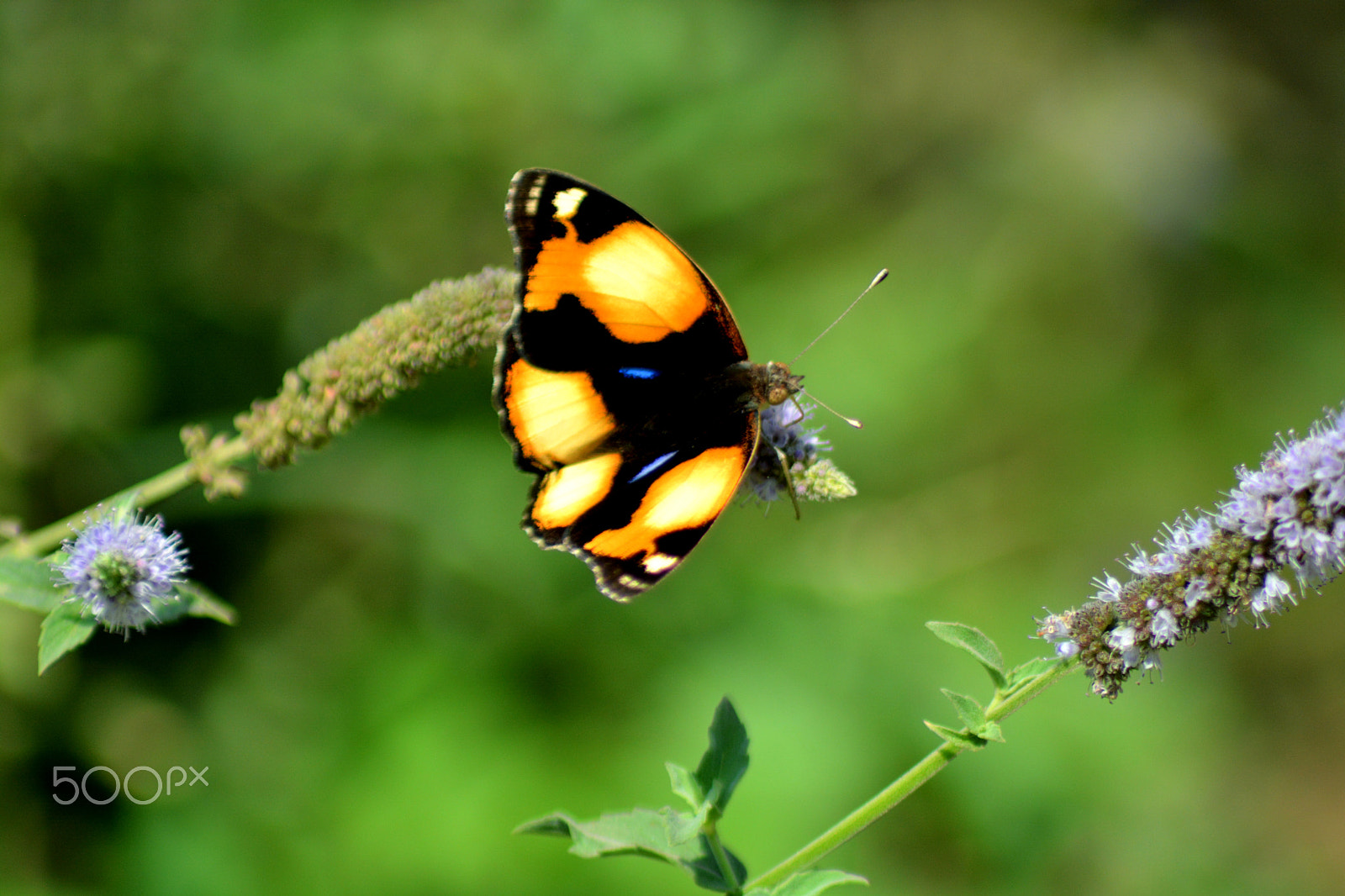Nikon AF Nikkor 70-300mm F4-5.6G sample photo. Butterfly photography