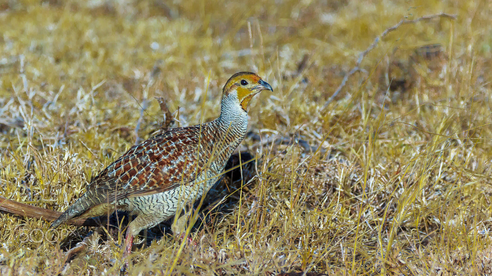 Sigma 150-600mm F5-6.3 DG OS HSM | C sample photo. "teetar" photography