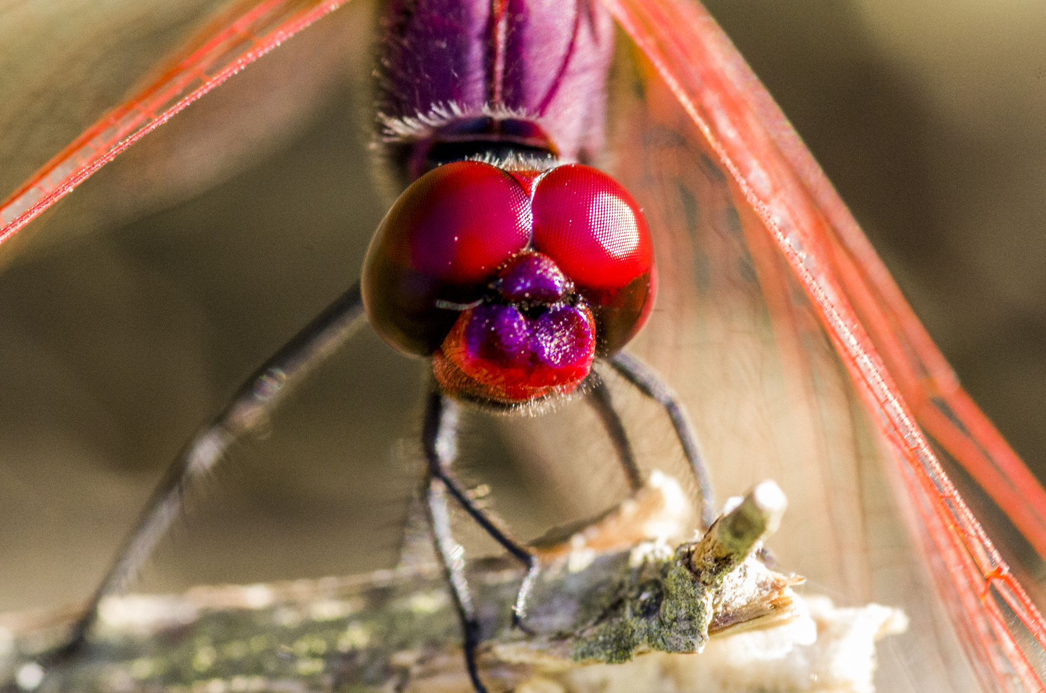 Pentax smc D-FA 100mm F2.8 macro sample photo. Eyes photography