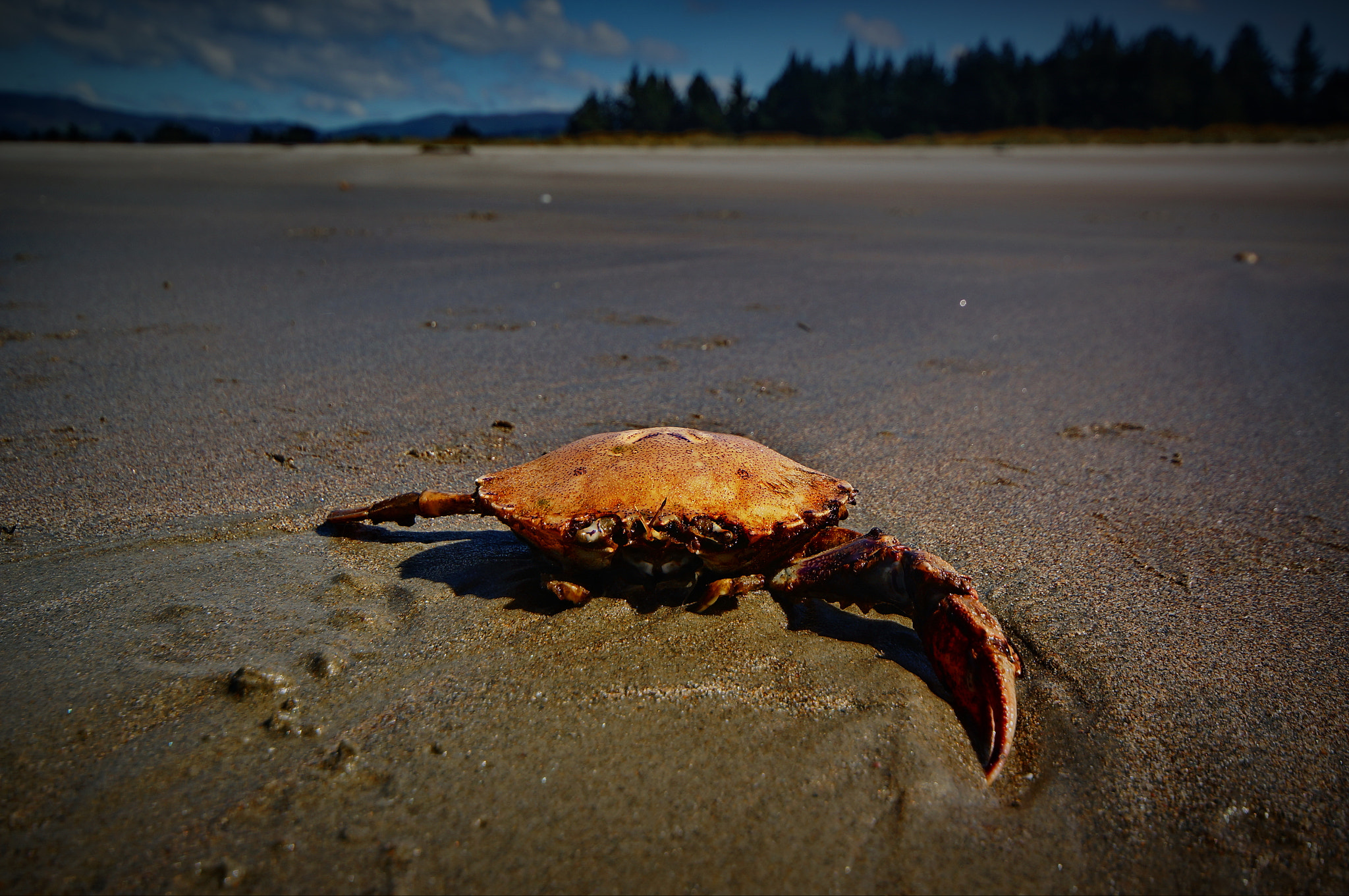Sony Alpha NEX-5R sample photo. Crab on beach photography