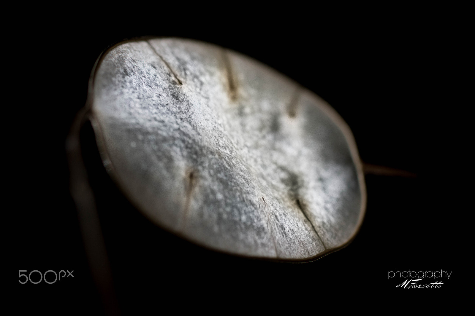 Sony SLT-A77 + Sigma 30mm F1.4 EX DC HSM sample photo. Autumn at home... photography