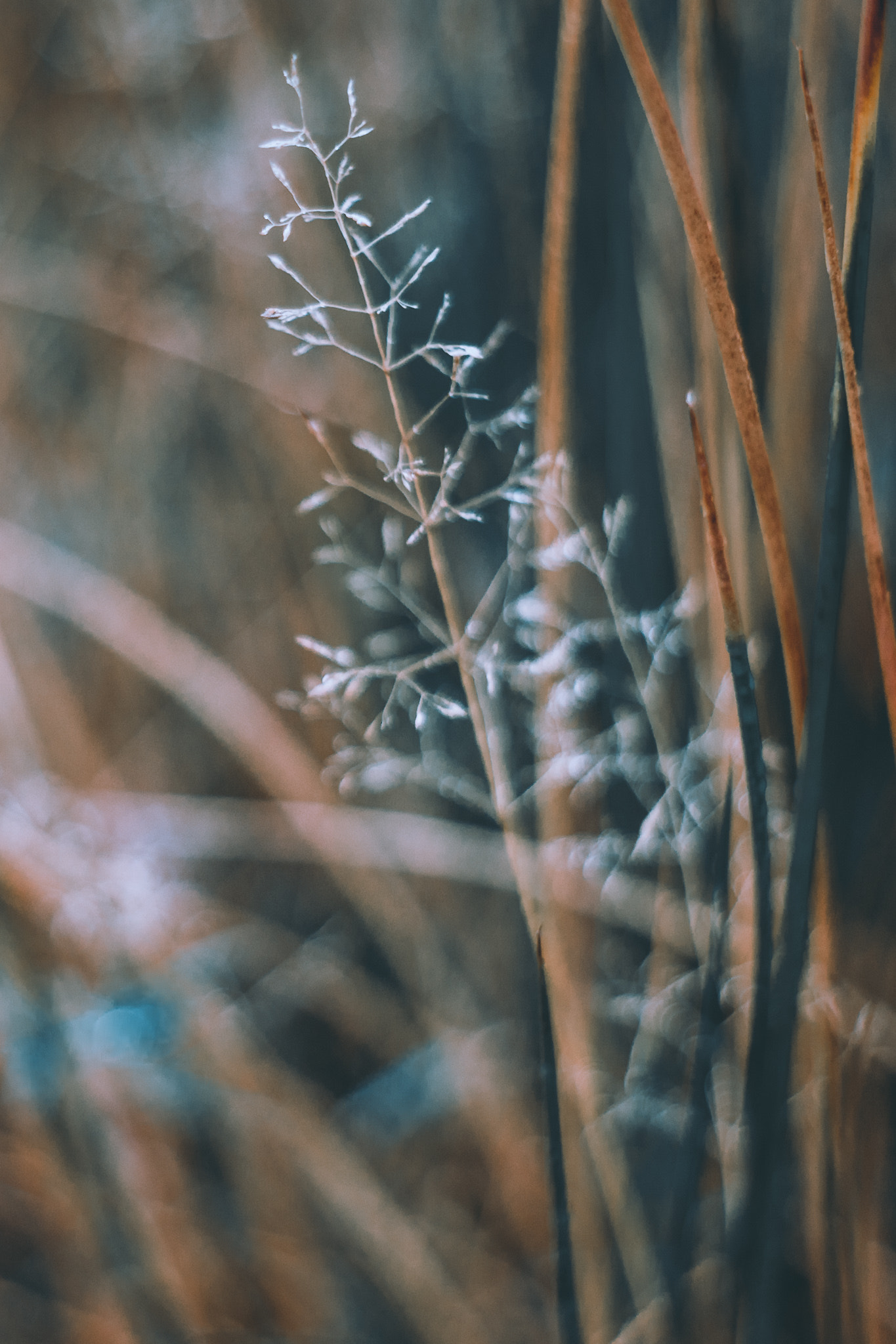 Minolta AF 50mm F1.7 sample photo. Diaphanous photography