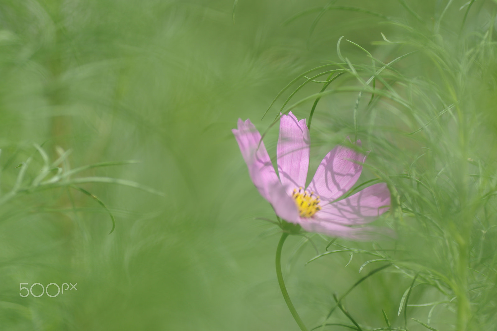Tamron SP AF 90mm F2.8 Di Macro sample photo. Peeps softly photography