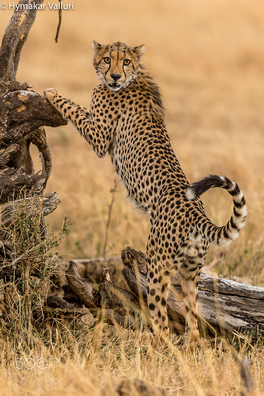 Canon EF 500mm F4L IS II USM sample photo. Cheetah photography