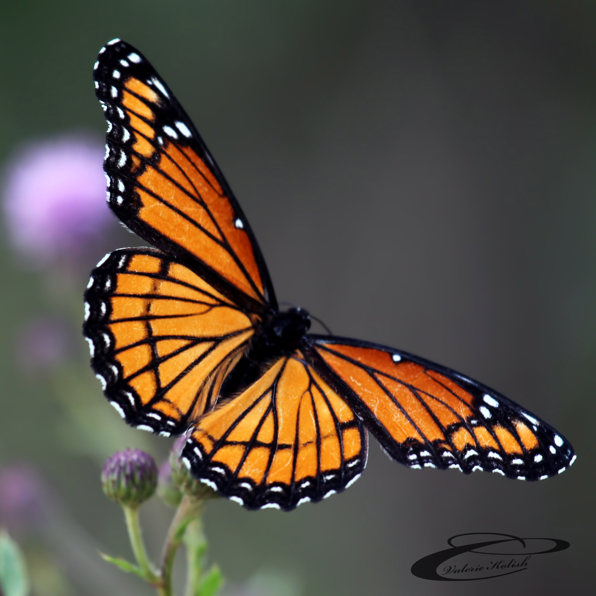 Canon EF 100-400mm F4.5-5.6L IS USM sample photo. Viceroy butterfly photography