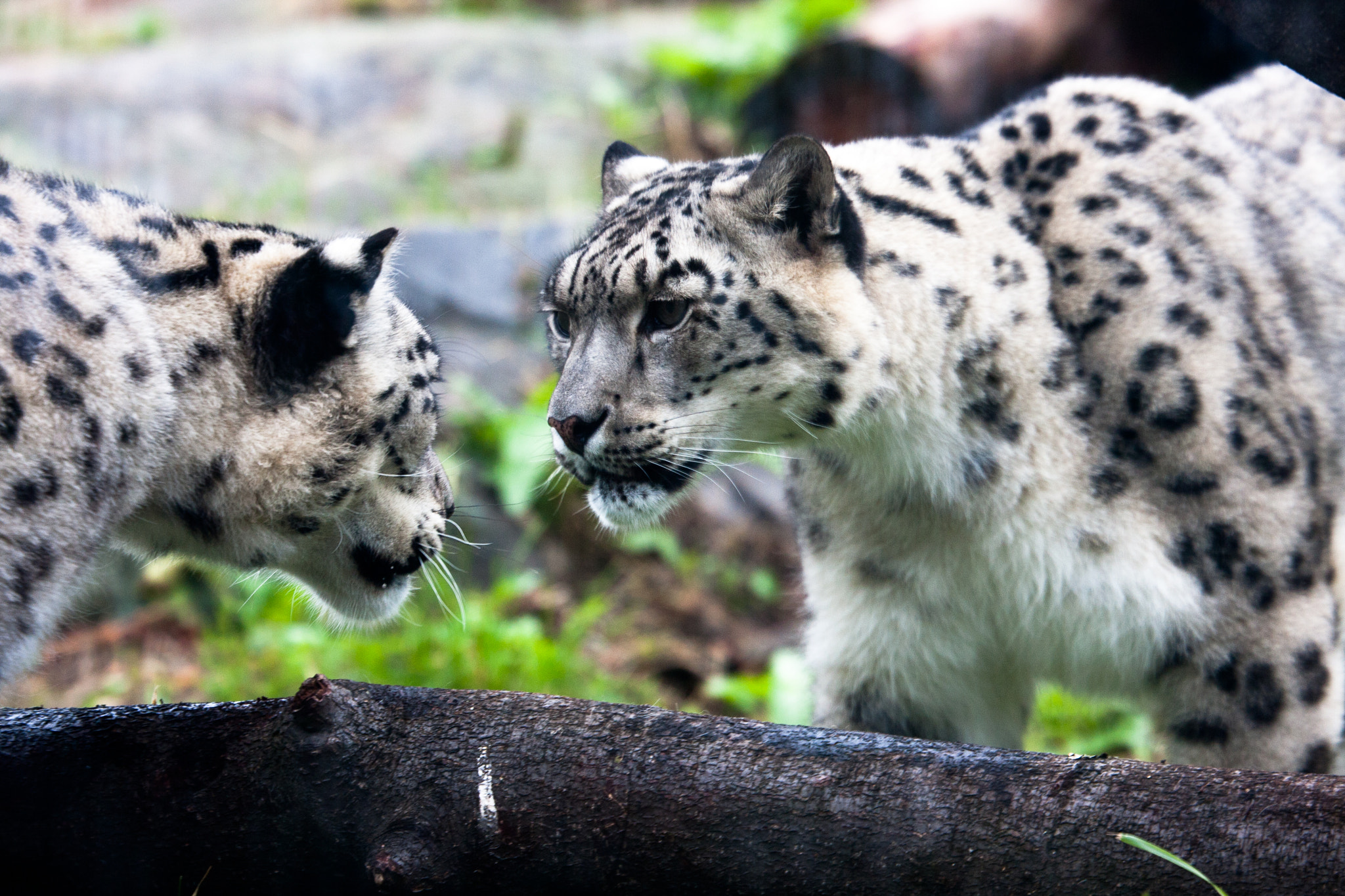 Canon EOS 40D sample photo. Two snow leopards photography