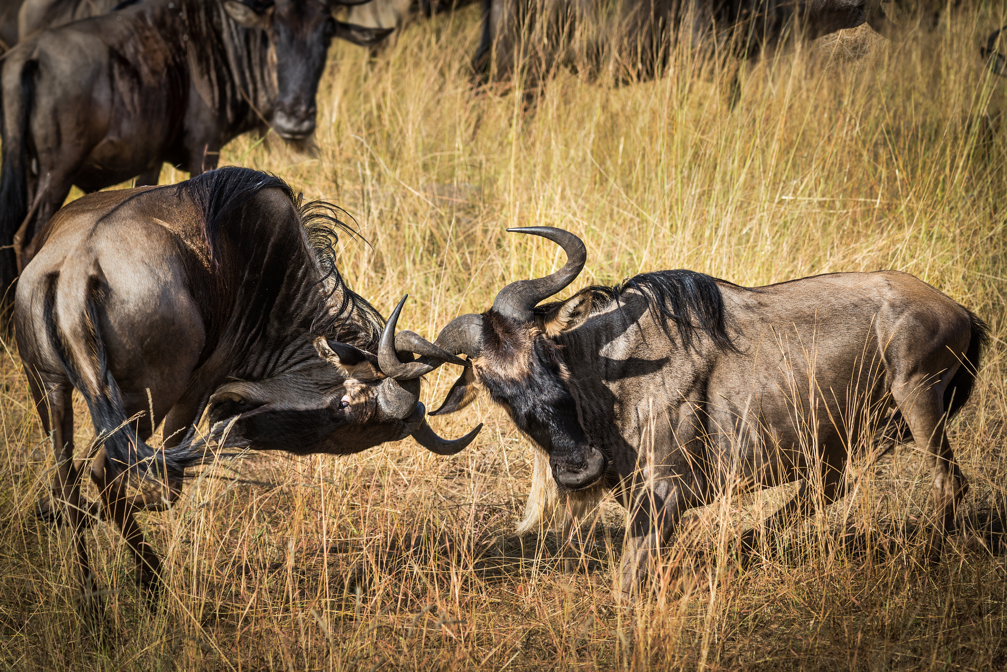 Nikon AF-S Nikkor 70-200mm F4G ED VR sample photo. Wildebeest fight photography