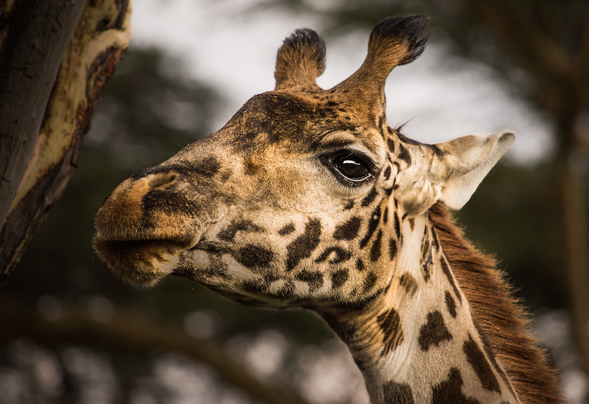 Nikon AF-S Nikkor 70-200mm F4G ED VR sample photo. Giraffe portrait on crescent island photography
