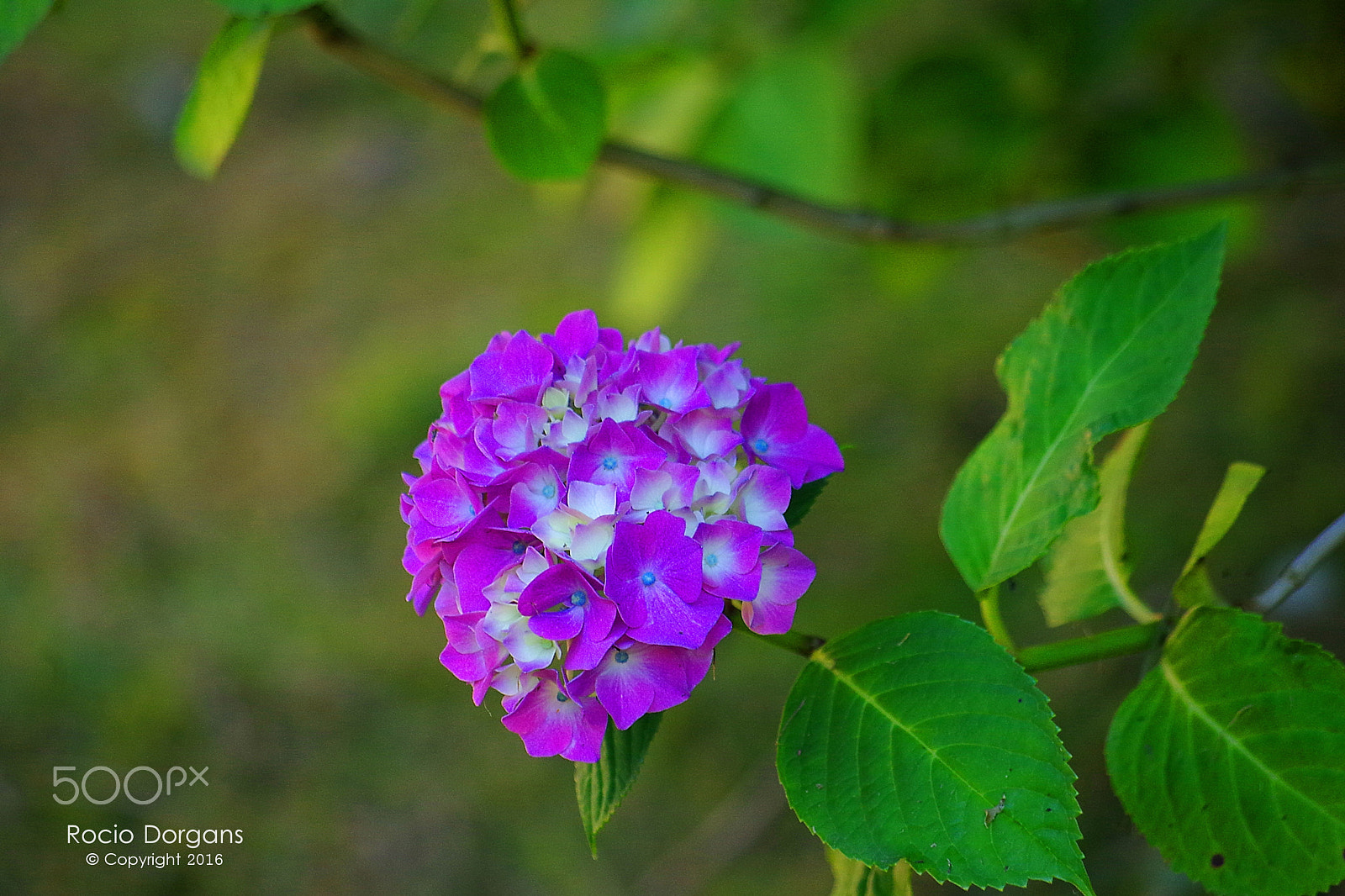 Pentax K-30 + smc PENTAX-DA L 50-200mm F4-5.6 ED sample photo. Imgp photography