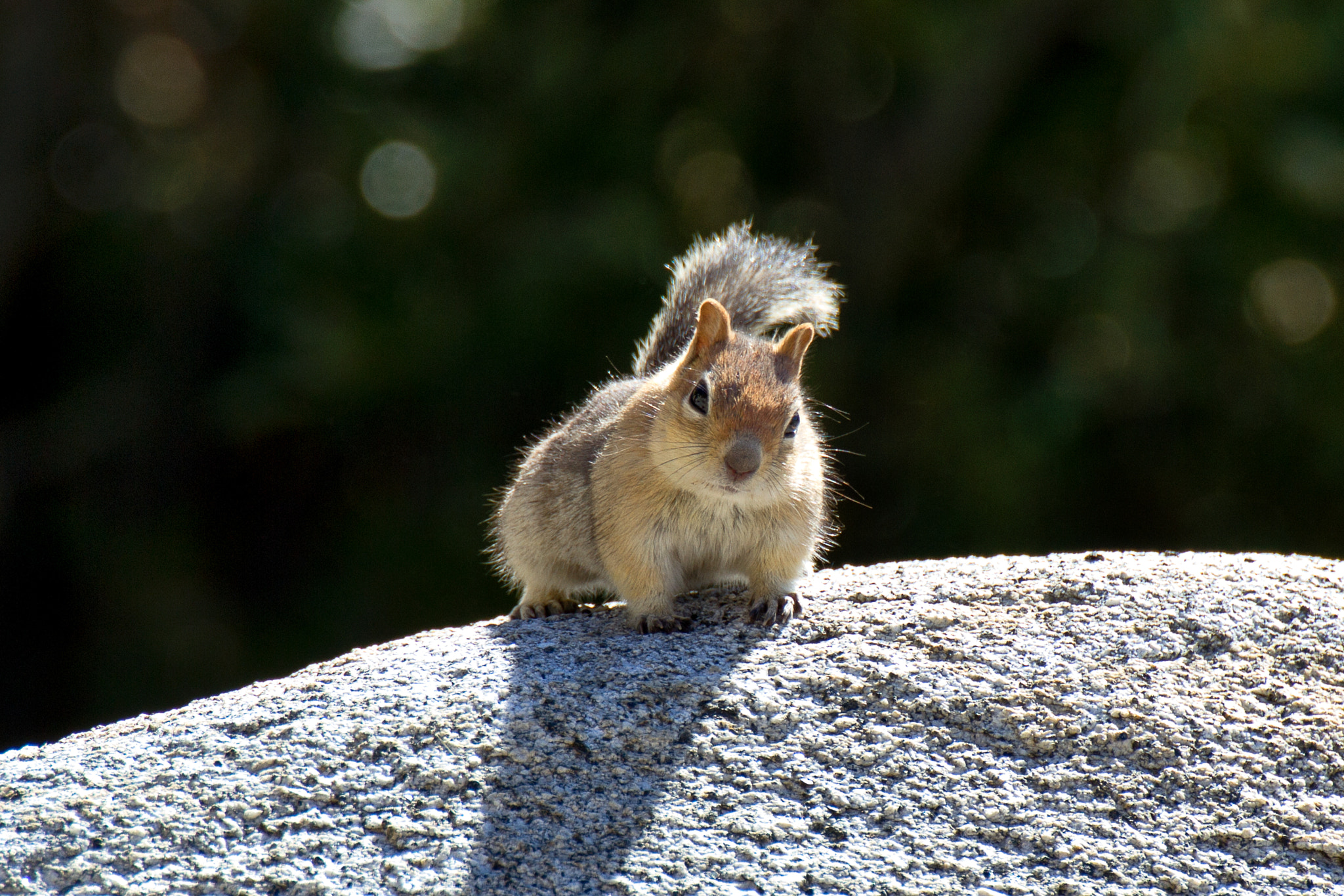 Canon EOS 7D + Tamron SP 70-300mm F4-5.6 Di VC USD sample photo. Lake tahoe chipmunk photography