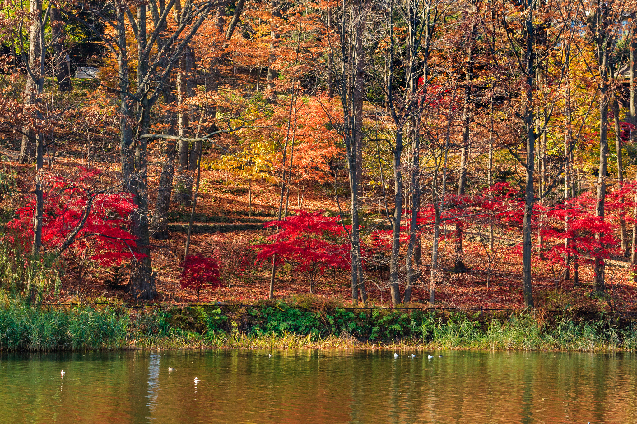 Canon EF 70-300mm F4-5.6 IS USM sample photo. A canadian fall photography