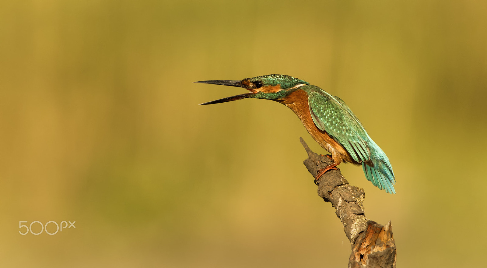 Nikon D5 + Nikon AF-S Nikkor 500mm F4G ED VR sample photo. Common kingfisher photography