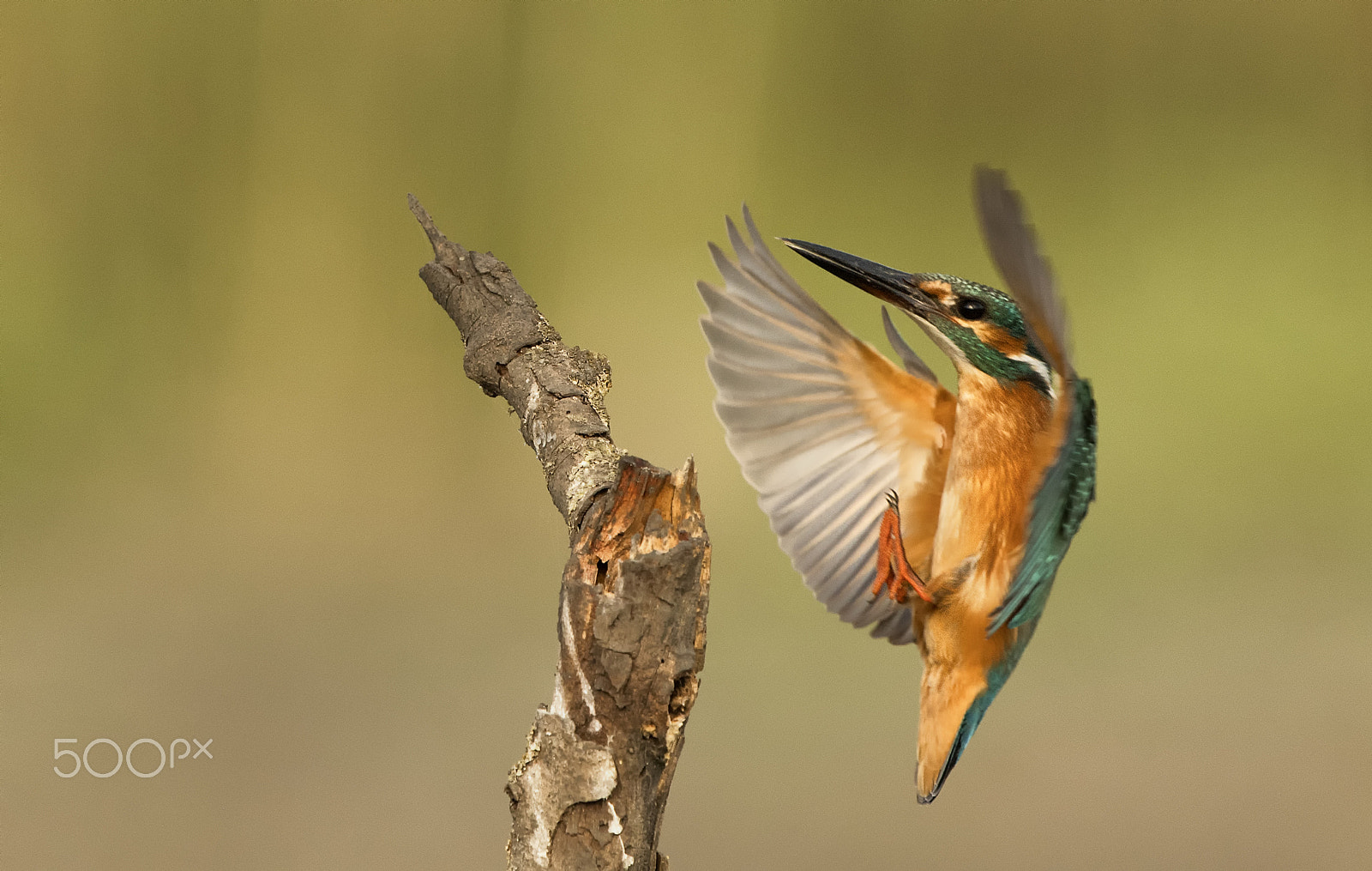 Nikon D5 + Nikon AF-S Nikkor 500mm F4G ED VR sample photo. Common kingfisher photography