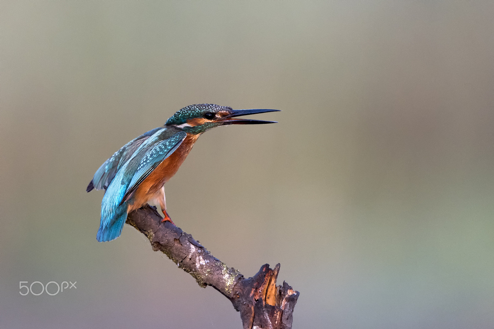 Nikon D5 + Nikon AF-S Nikkor 500mm F4G ED VR sample photo. Common kingfisher photography