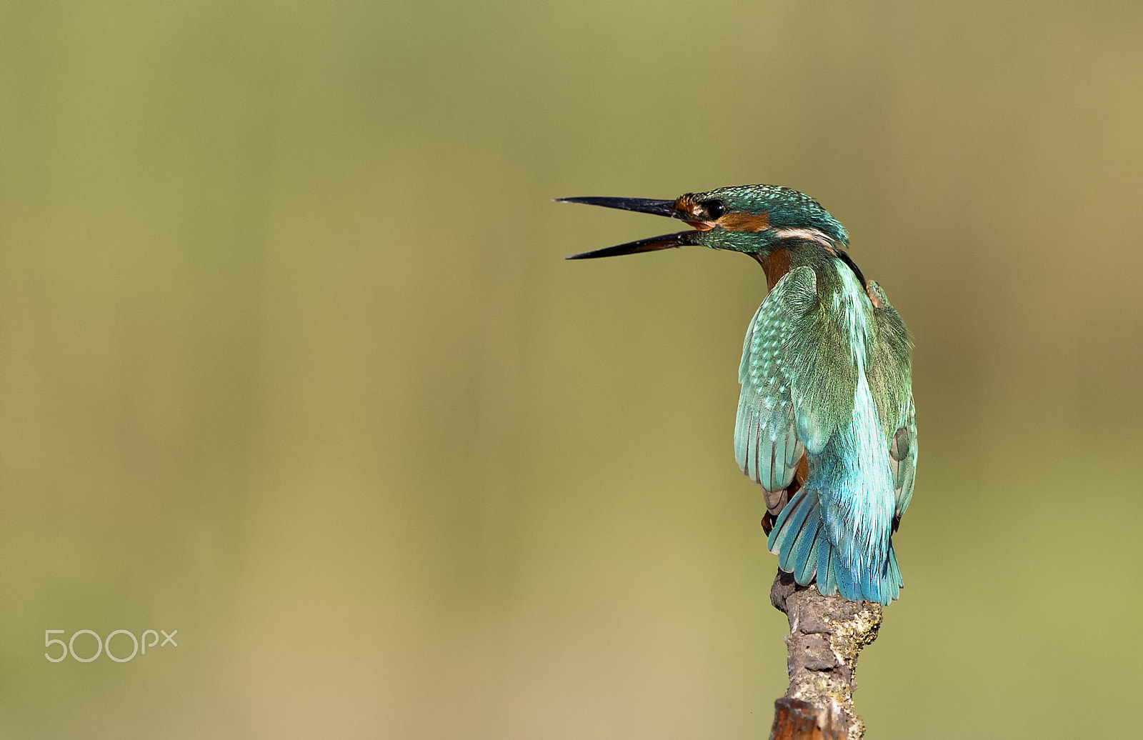 Nikon D5 + Nikon AF-S Nikkor 500mm F4G ED VR sample photo. Common kingfisher photography