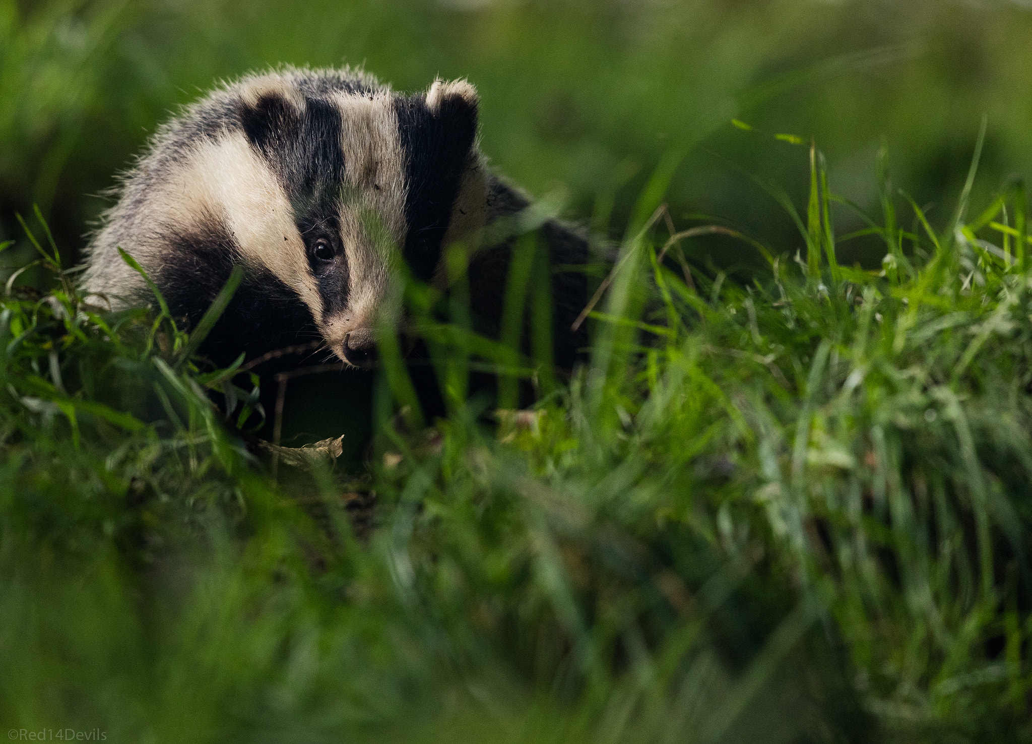 Canon EF 200-400mm F4L IS USM Extender 1.4x sample photo. Badger photography