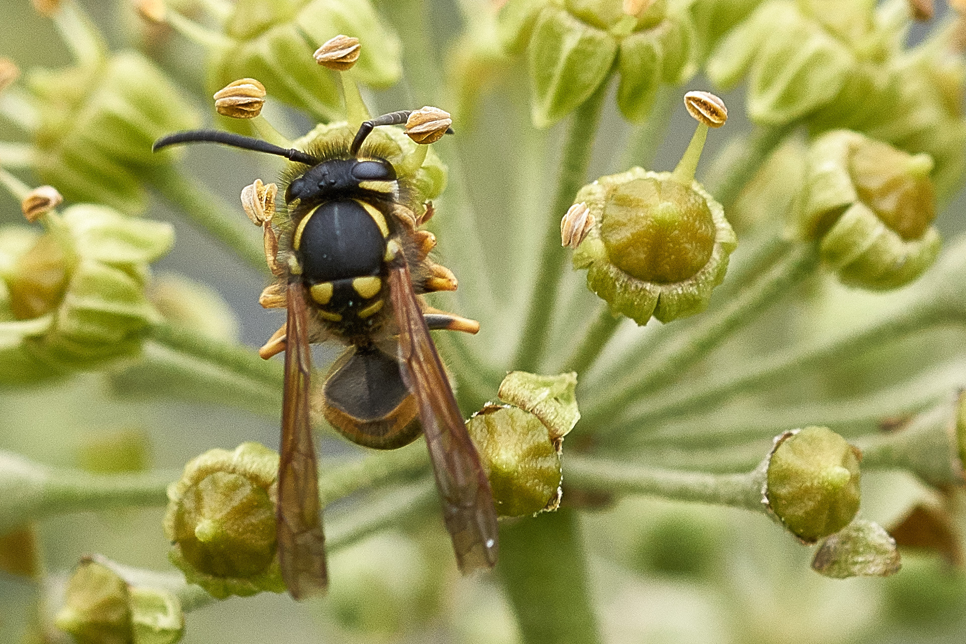 Sony SLT-A77 + 105mm F2.8 sample photo. Wasp photography