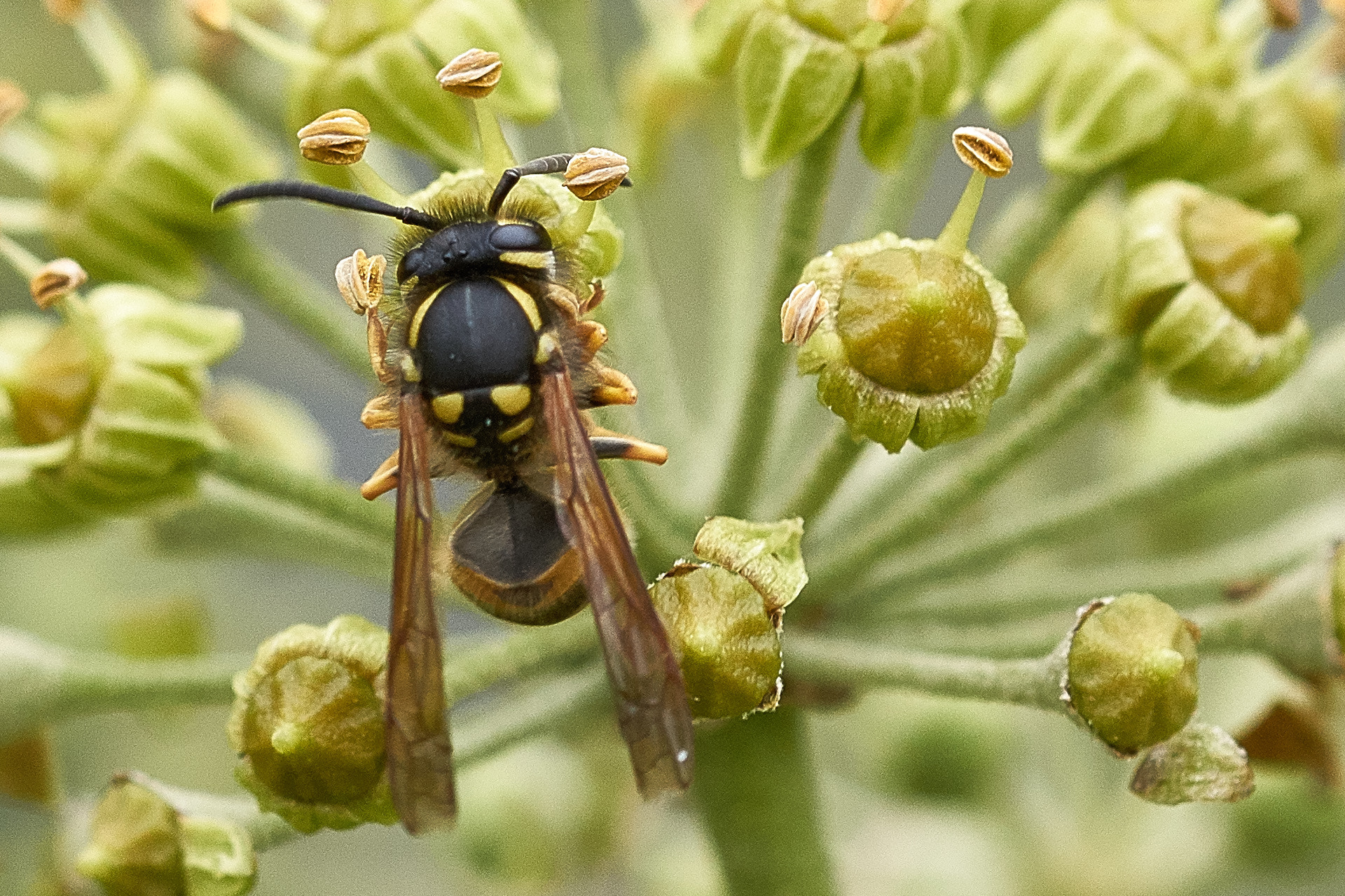 Sony SLT-A77 sample photo. Wasp photography