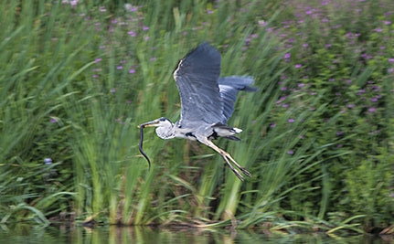 Sigma 150-500mm F5-6.3 DG OS HSM sample photo. Heron & eel web photography