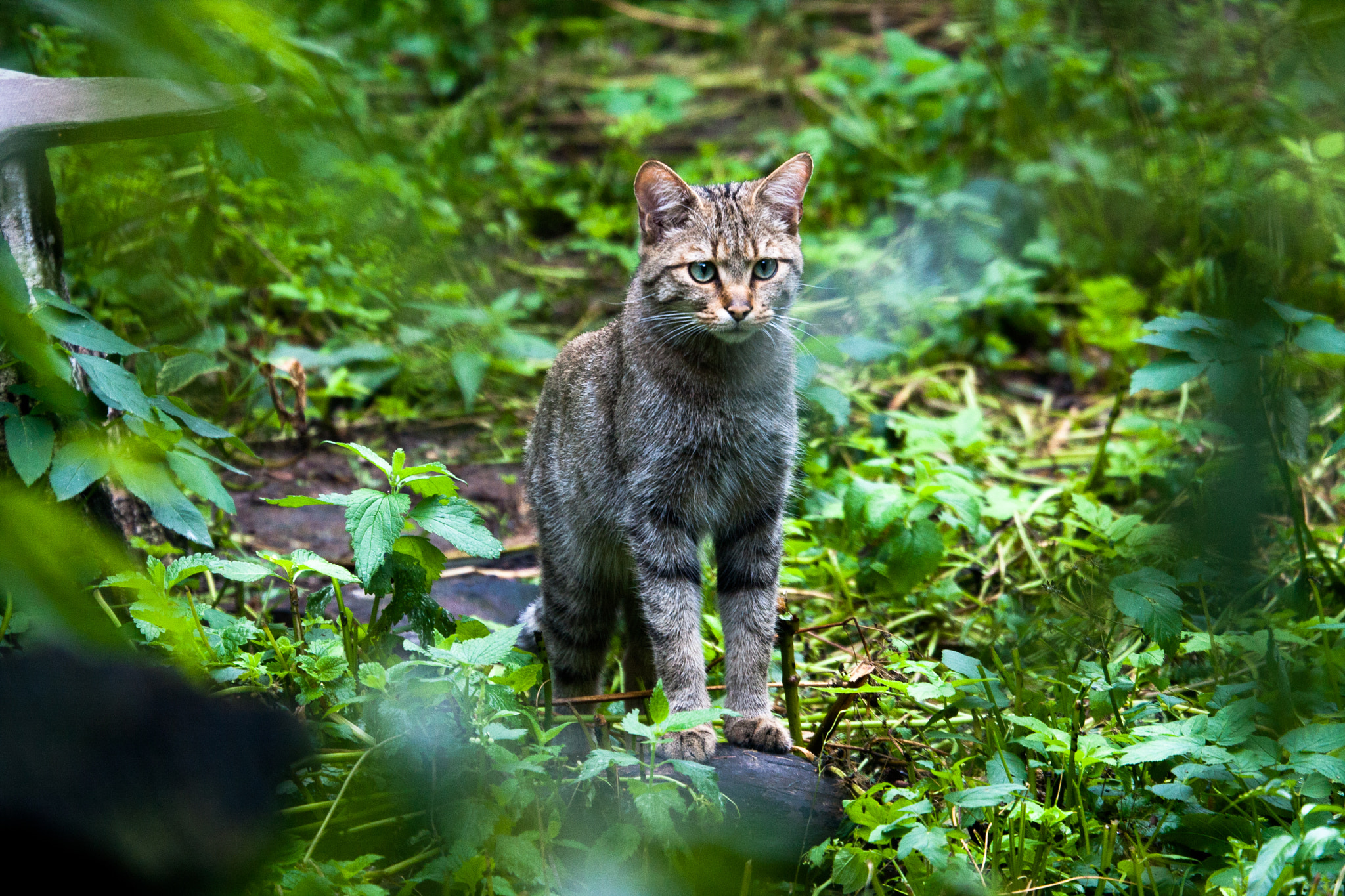 Canon EOS 40D sample photo. Alerted photography