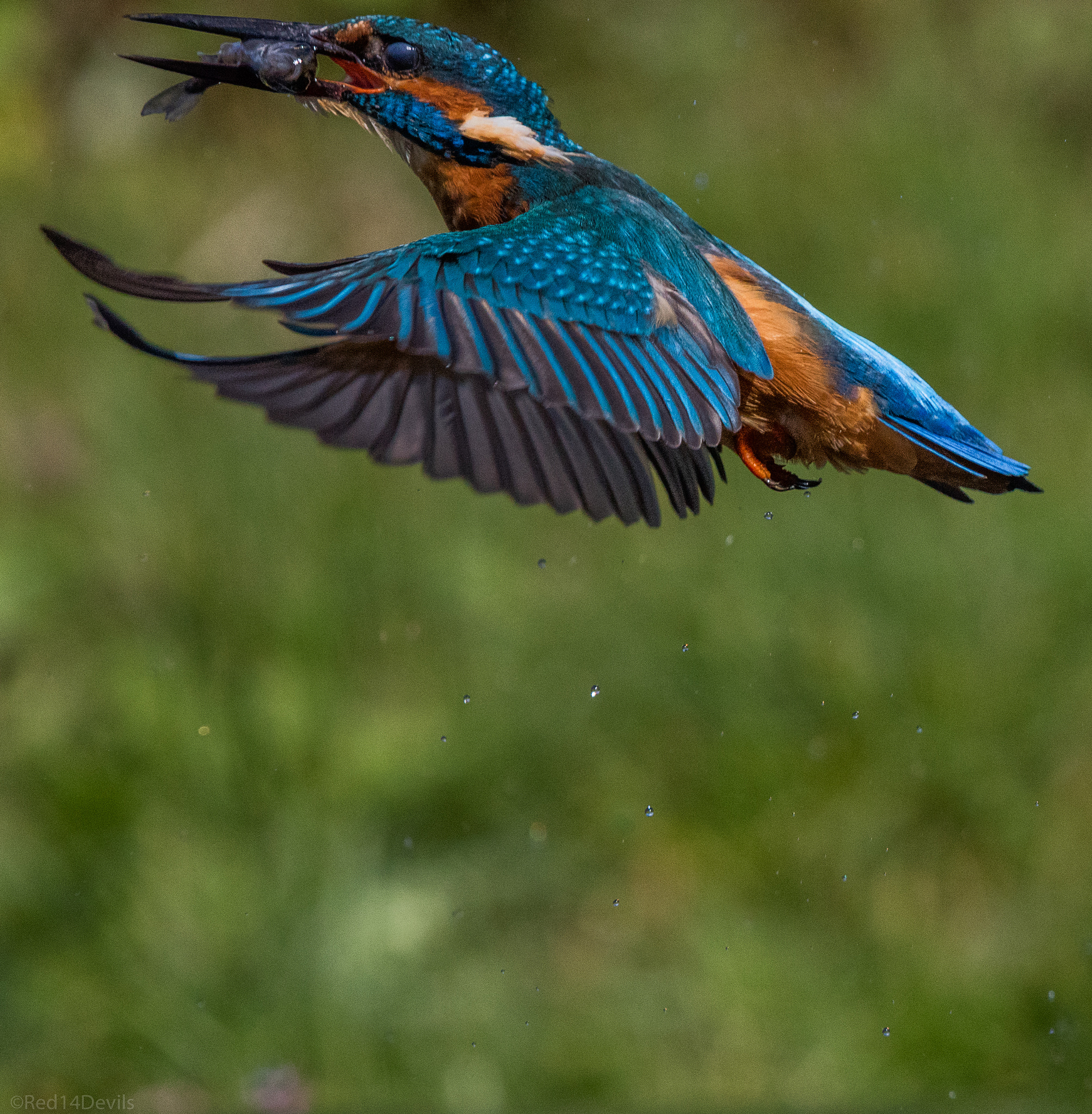 Canon EF 70-200mm F2.8L IS USM sample photo. The king photography