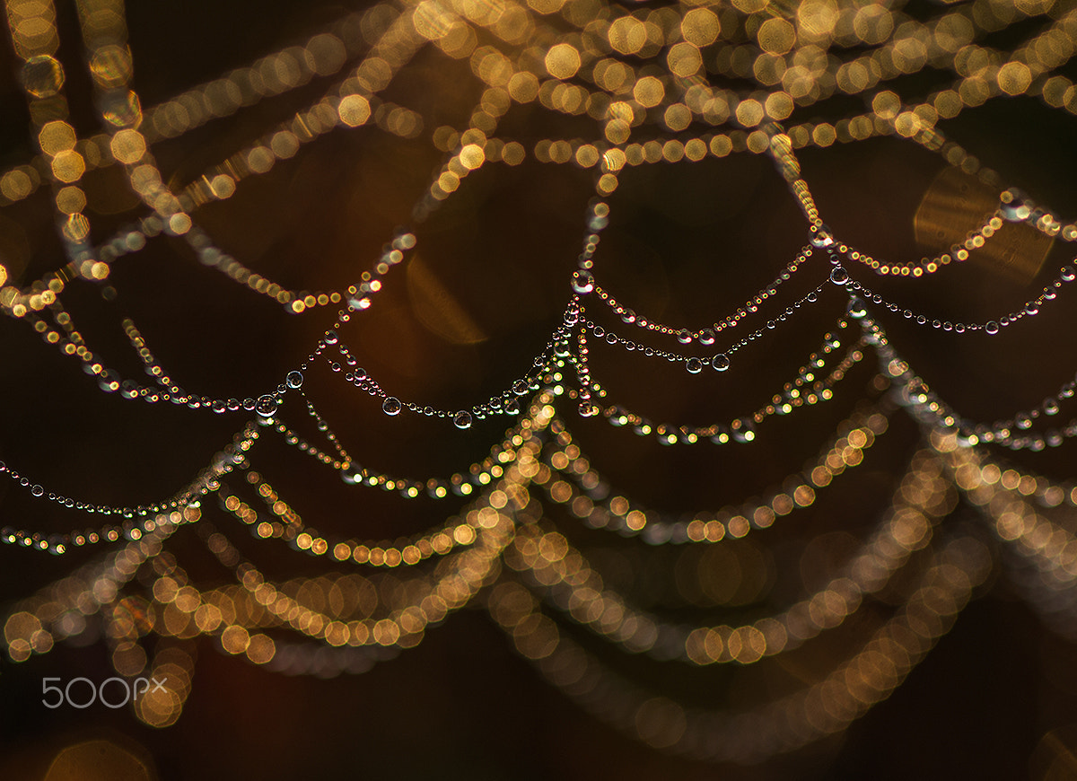 Sigma 105mm F2.8 EX DG Macro sample photo. Dawn tears photography
