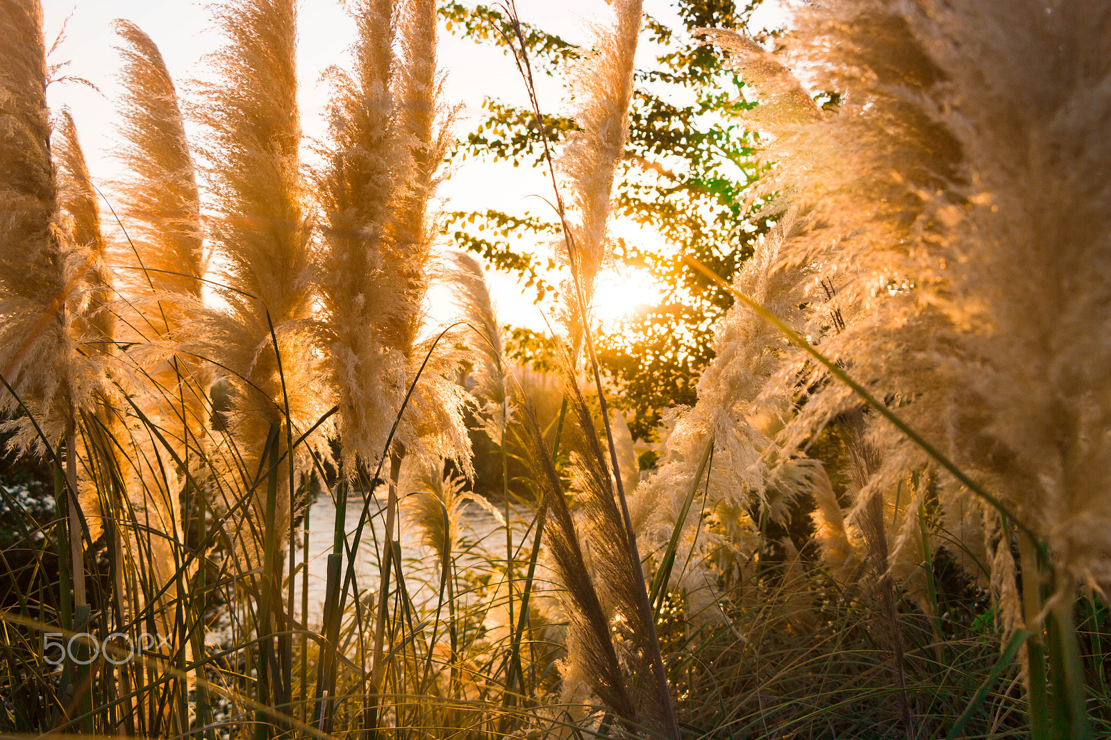 Canon EOS 600D (Rebel EOS T3i / EOS Kiss X5) sample photo. Golden nature photography
