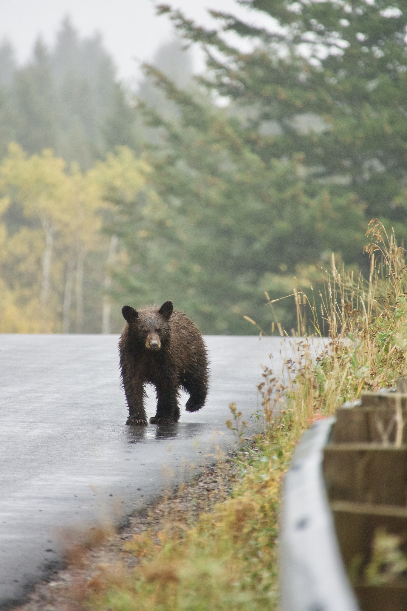 Sony 24-600mm F2.4-4.0 sample photo. Black bear. waterton, alberta photography