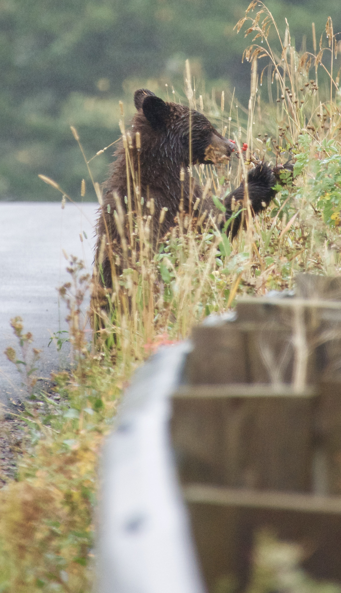 Sony 24-600mm F2.4-4.0 sample photo. Waterton, alberta photography