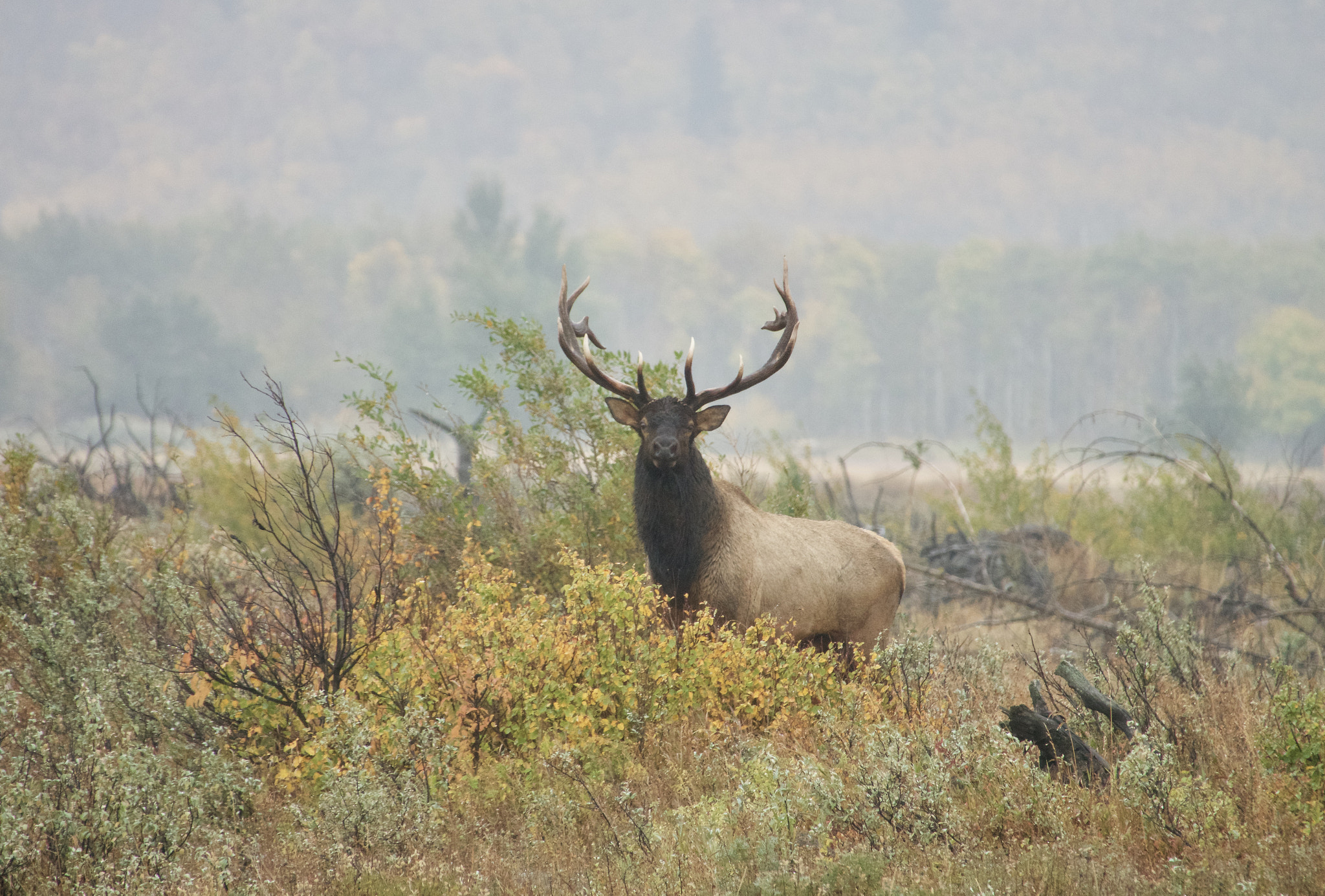 Sony 24-600mm F2.4-4.0 sample photo. Elk. waterton, alberta photography