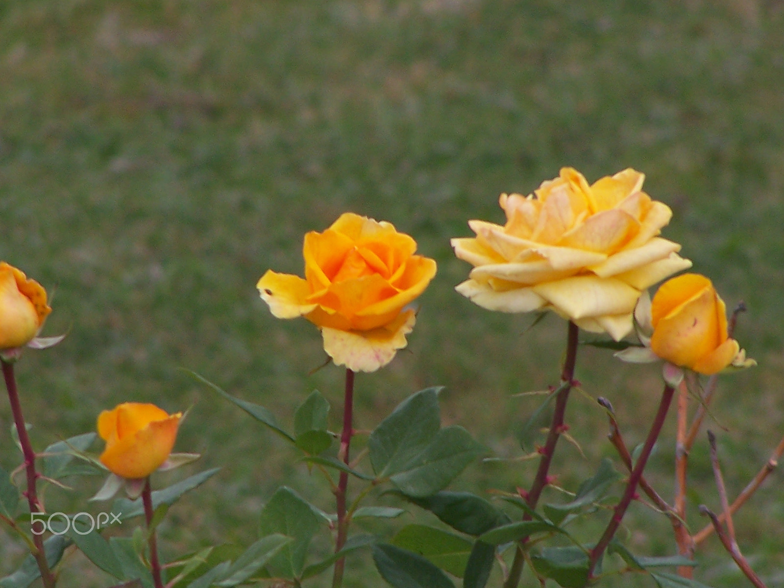 Kodak DX7590 ZOOM DIGITAL CAMERA sample photo. Roses photography