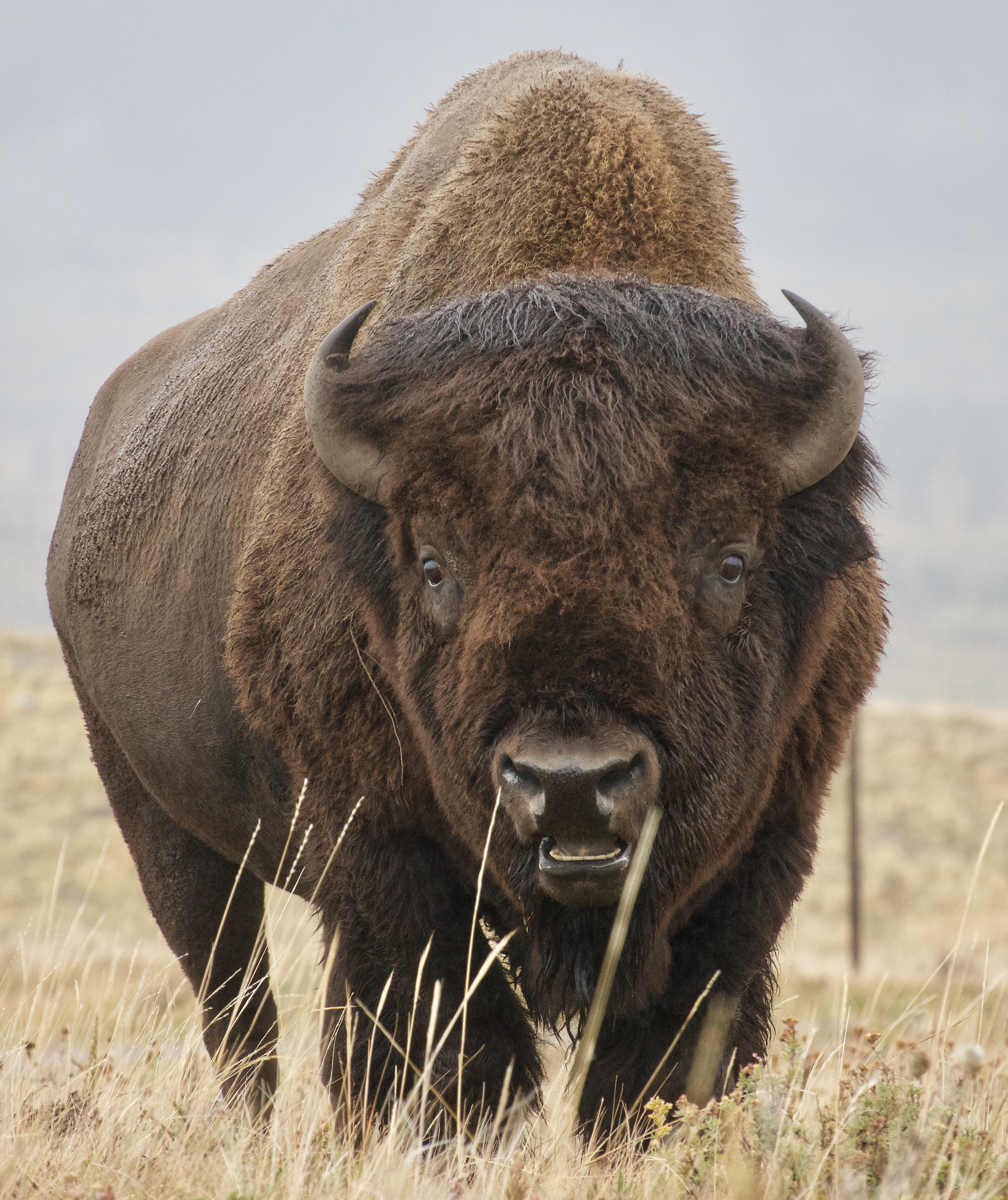 Sony 24-600mm F2.4-4.0 sample photo. Buffalo. waterton, alberta photography