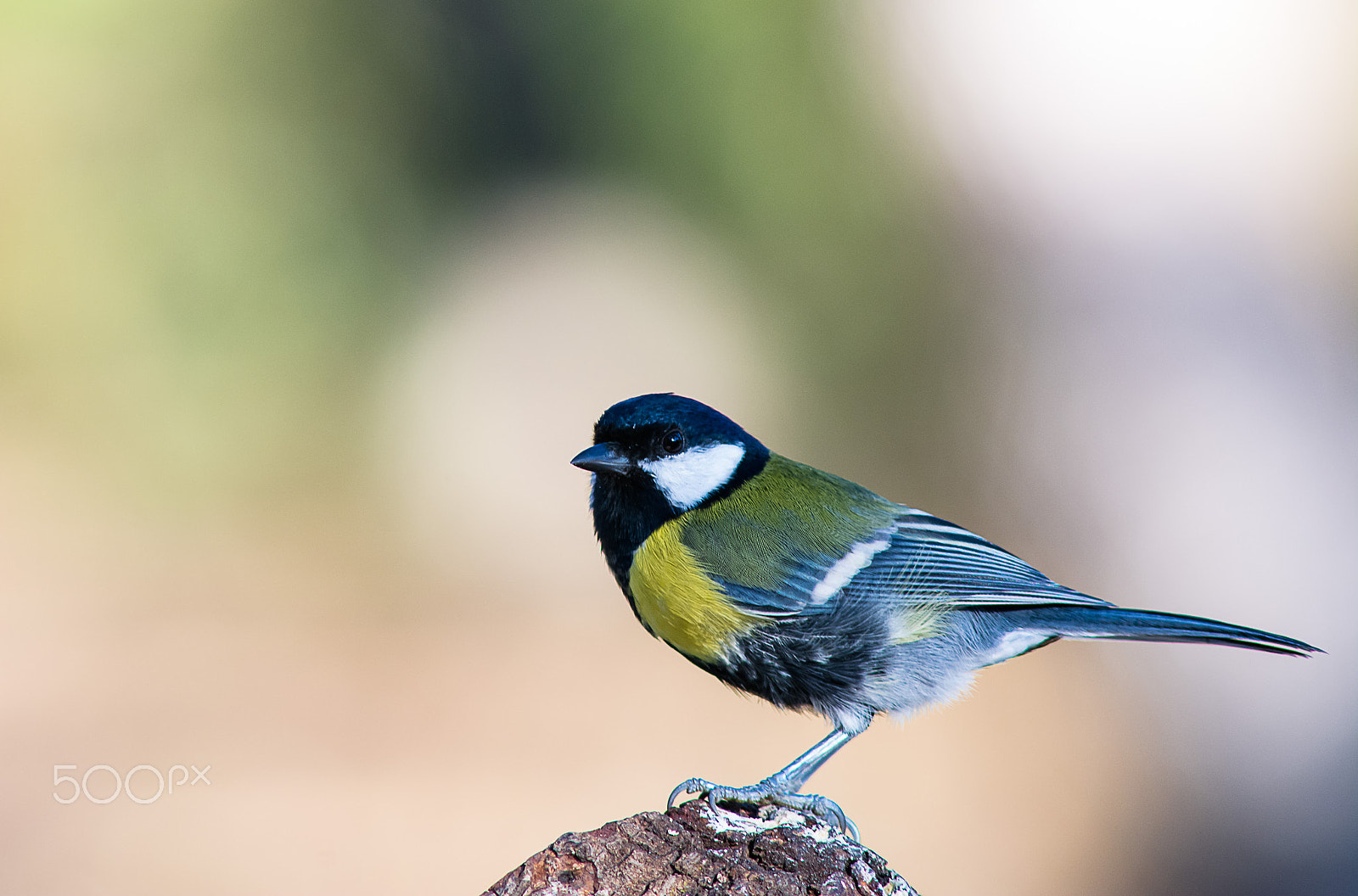 AF Nikkor 300mm f/4 IF-ED sample photo. Madjestic photography