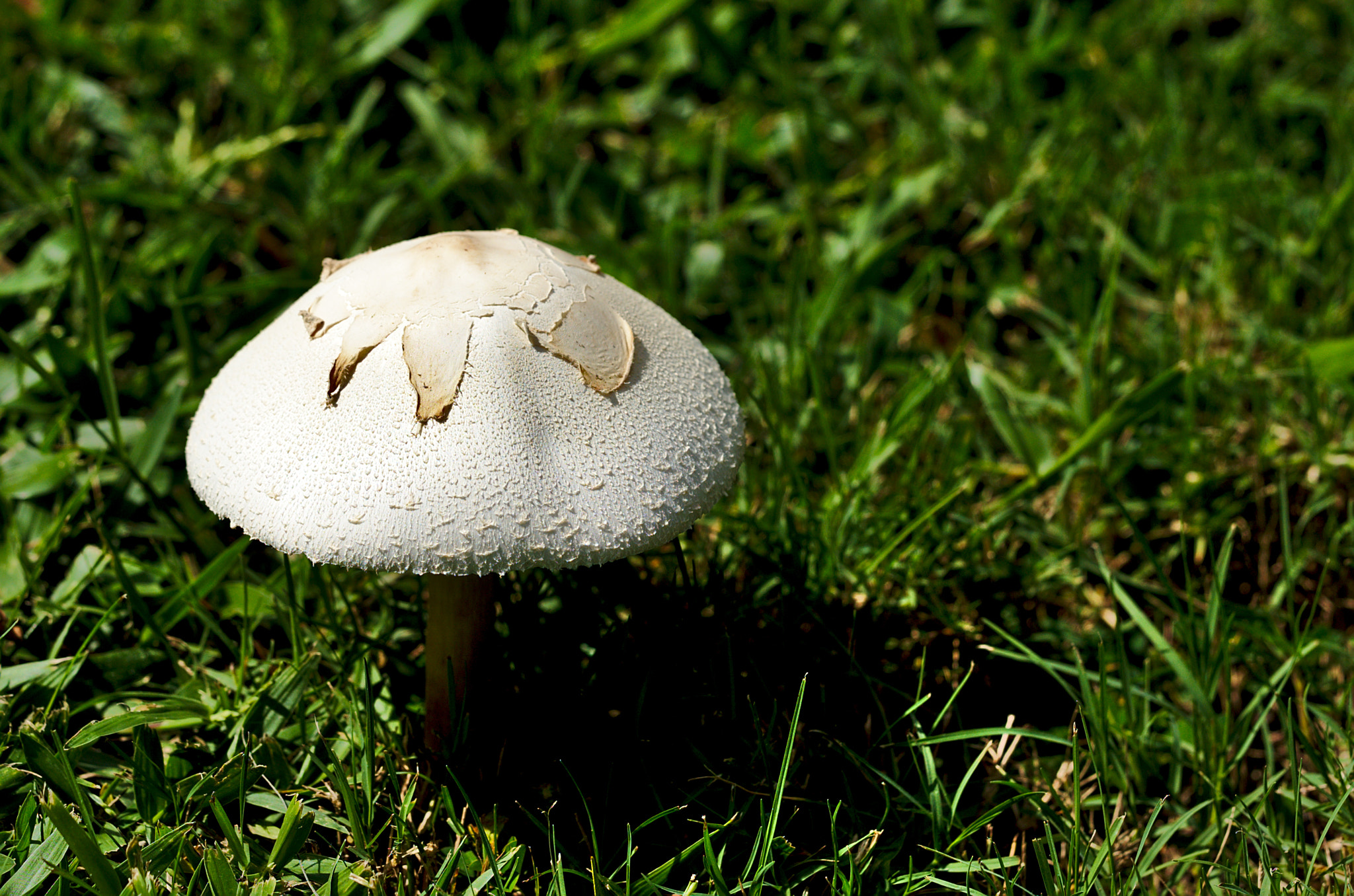 Nikon D810 sample photo. White mushroom photography