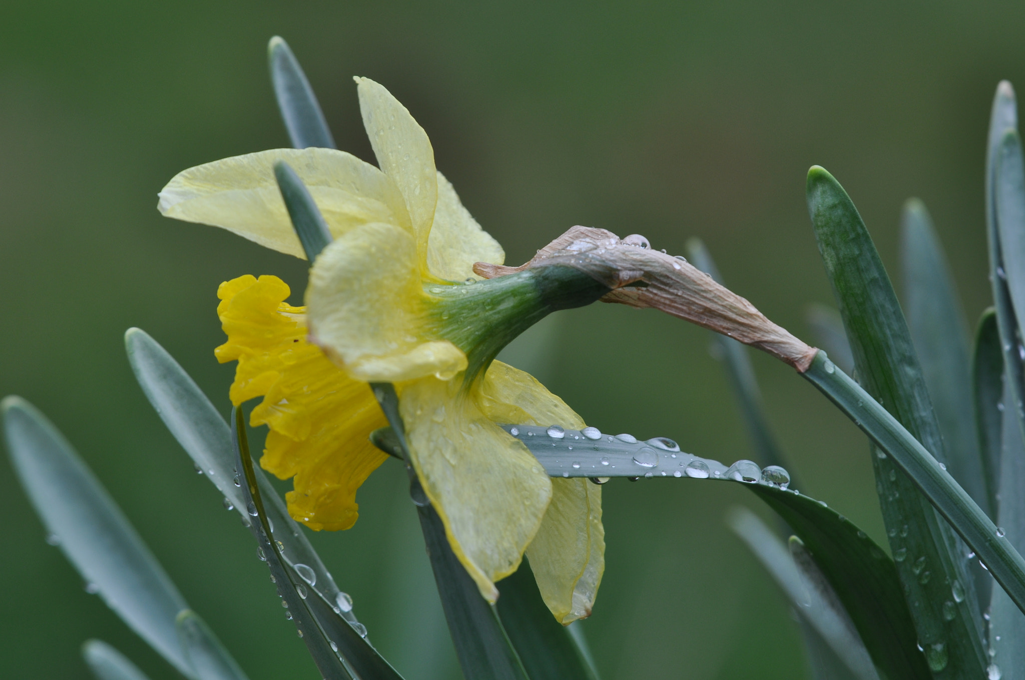 Sigma 50-500mm F4-6.3 EX APO RF HSM sample photo