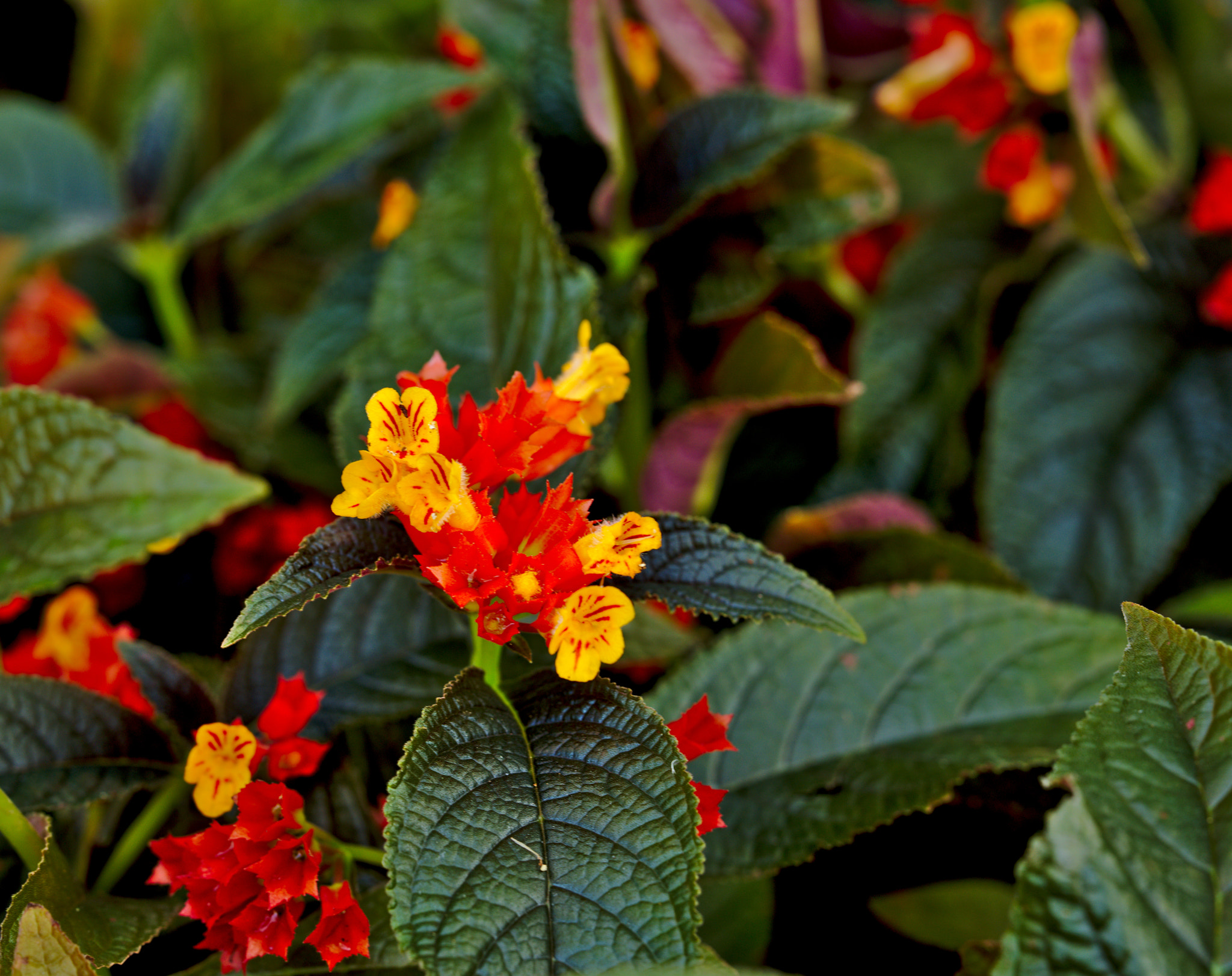 Nikon D810 + Manual Lens No CPU sample photo. Lantana camara photography