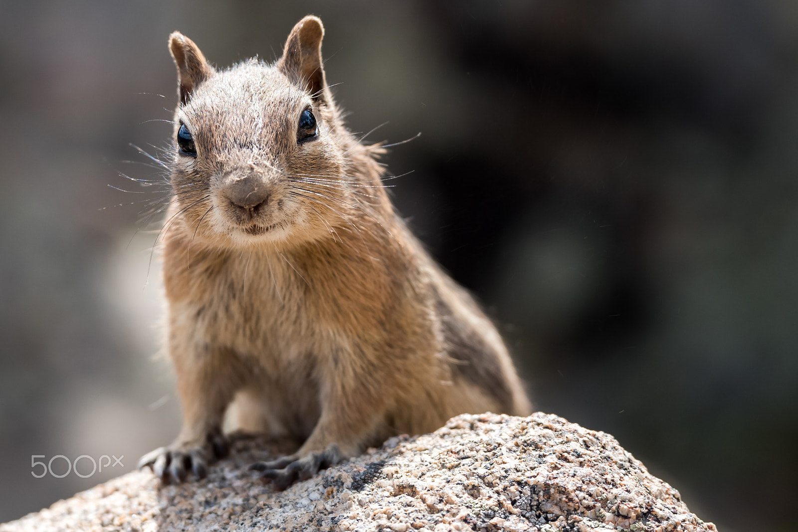 Pentax D FA* 70-200mm F2.8ED DC AW sample photo. Squirrel smirk photography
