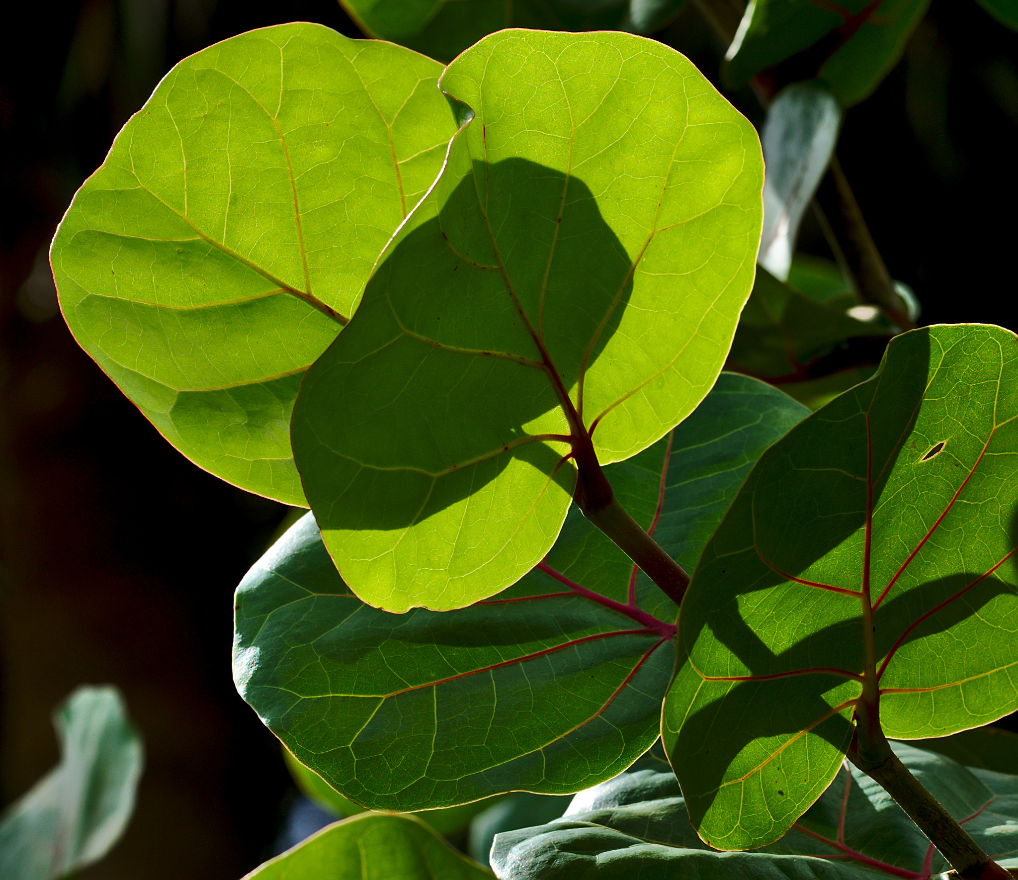 Manual Lens No CPU sample photo. Sea grapes / coccoloba uvifera photography