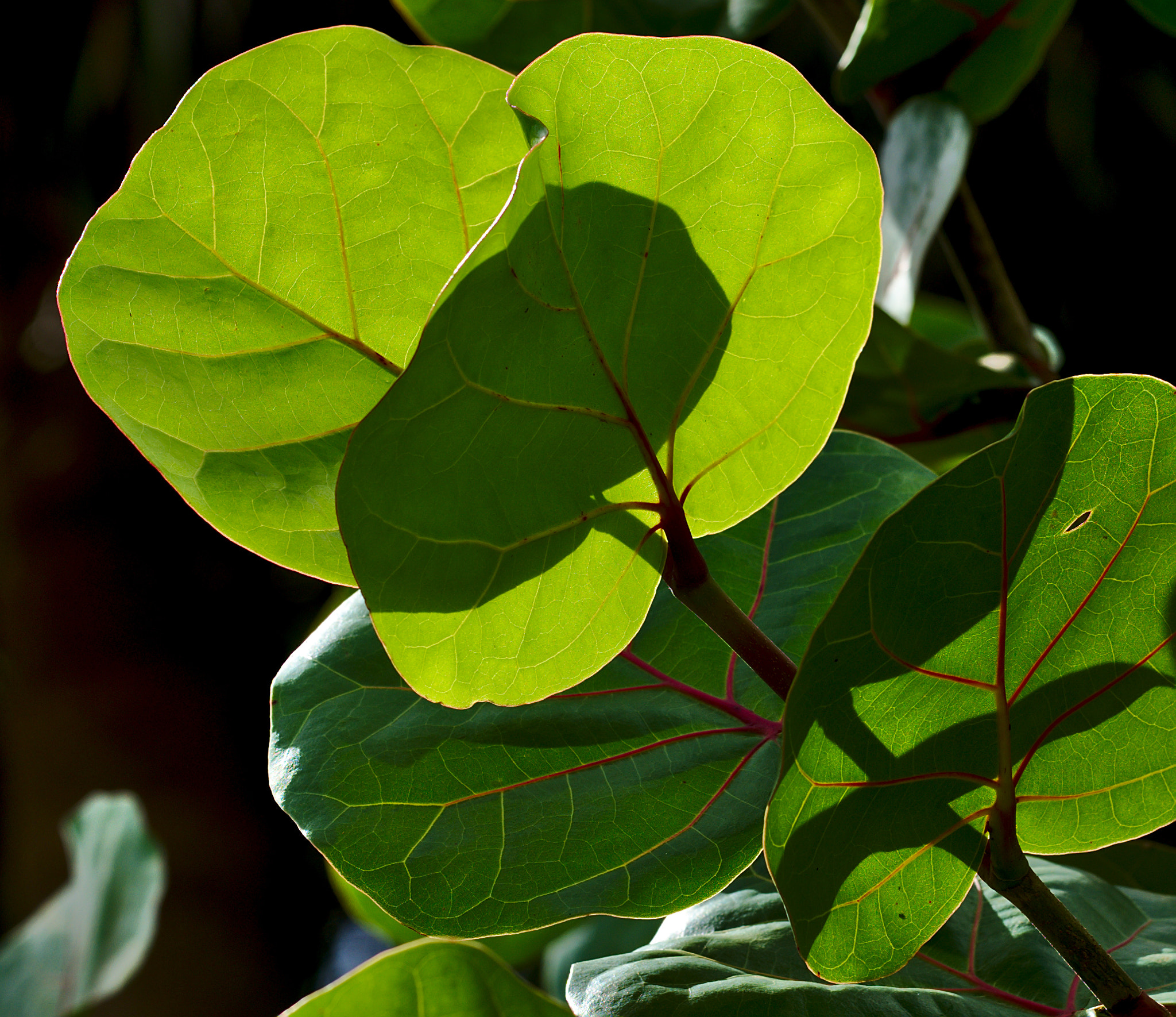 Nikon D810 + Manual Lens No CPU sample photo. Sea grapes / coccoloba uvifera photography