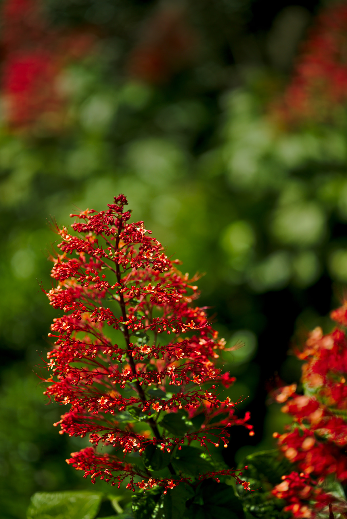 Nikon D810 + Manual Lens No CPU sample photo. Pagoda flower / clerodendrum paniculatum photography