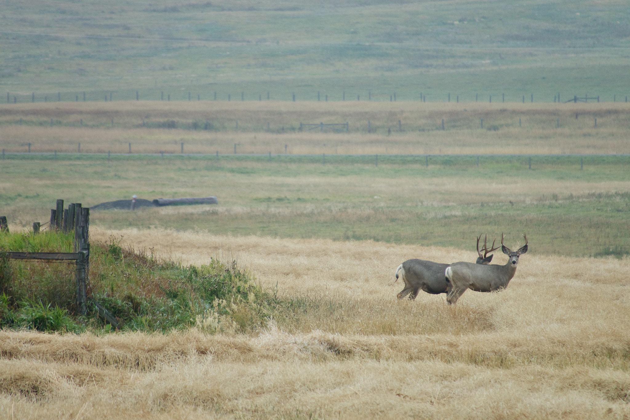 Sony 24-600mm F2.4-4.0 sample photo. Elk. waterton, alberta photography