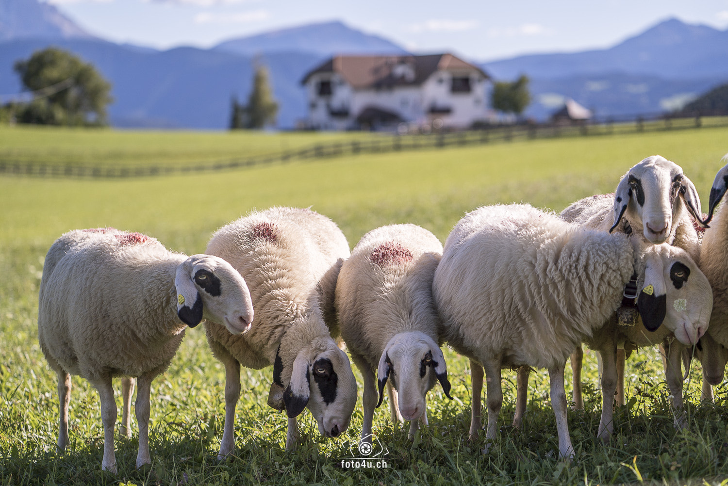 ZEISS Batis 85mm F1.8 sample photo. Schafe im südtirol photography
