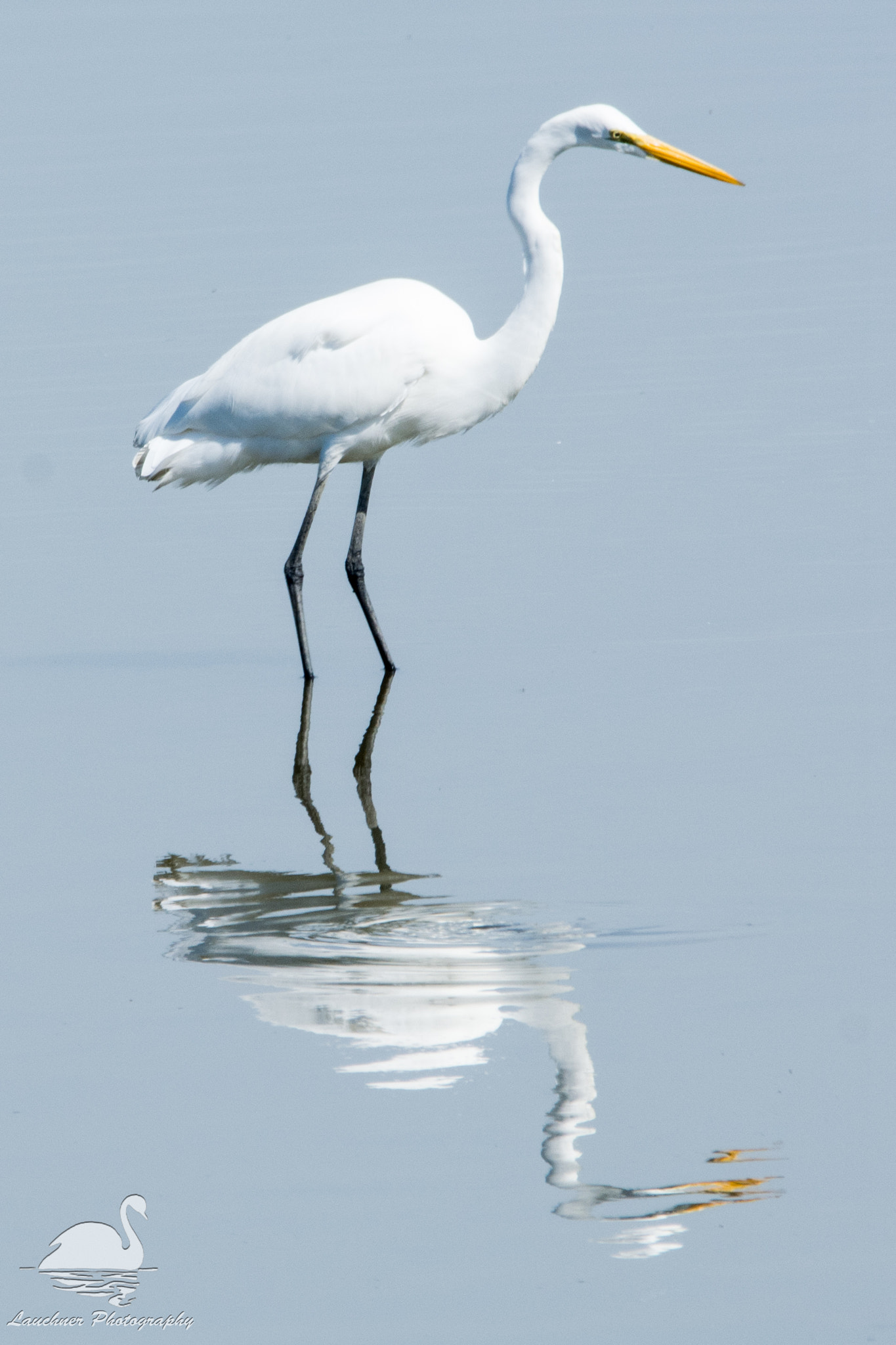 Sigma 150-600mm F5-6.3 DG OS HSM | C sample photo. Egret reflections photography