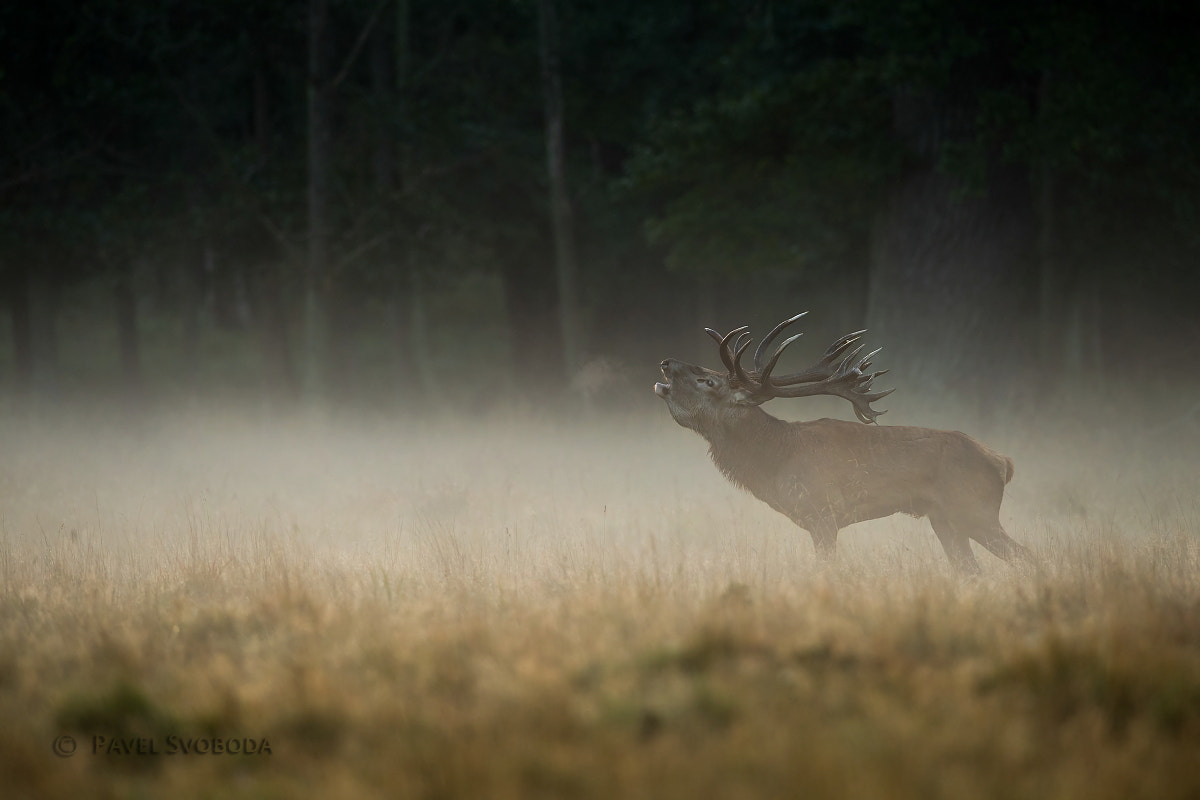 Nikon AF-S Nikkor 400mm F2.8E FL ED VR sample photo. Red deer photography