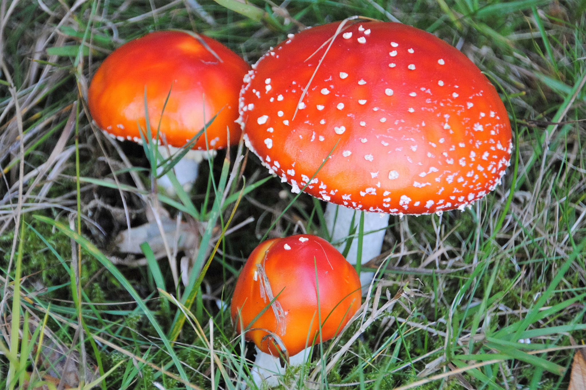 Nikon D3000 sample photo. Fliegenpilze photography
