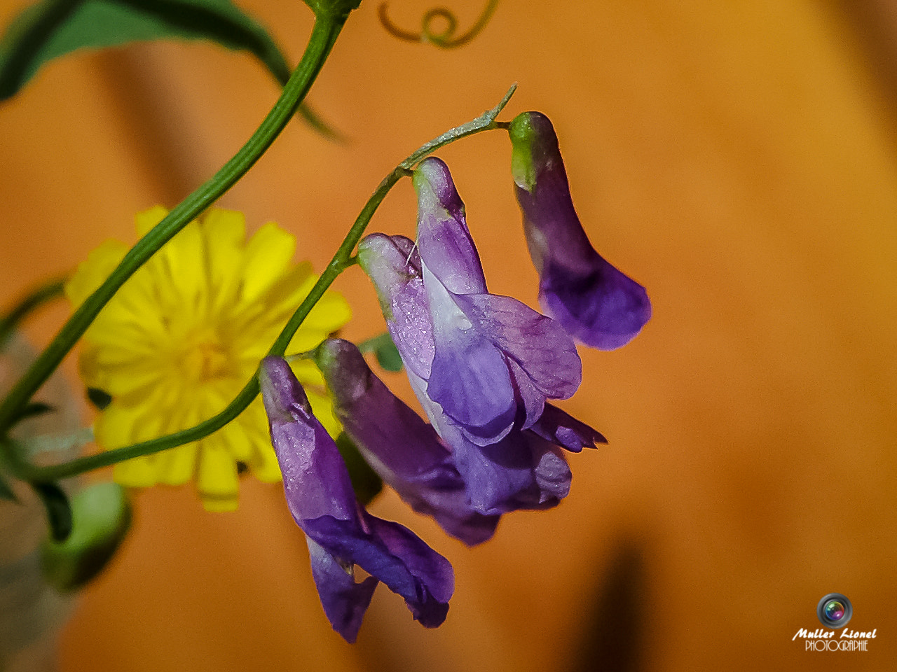 KONICA MINOLTA DiMAGE A1 sample photo. Fleurs photography