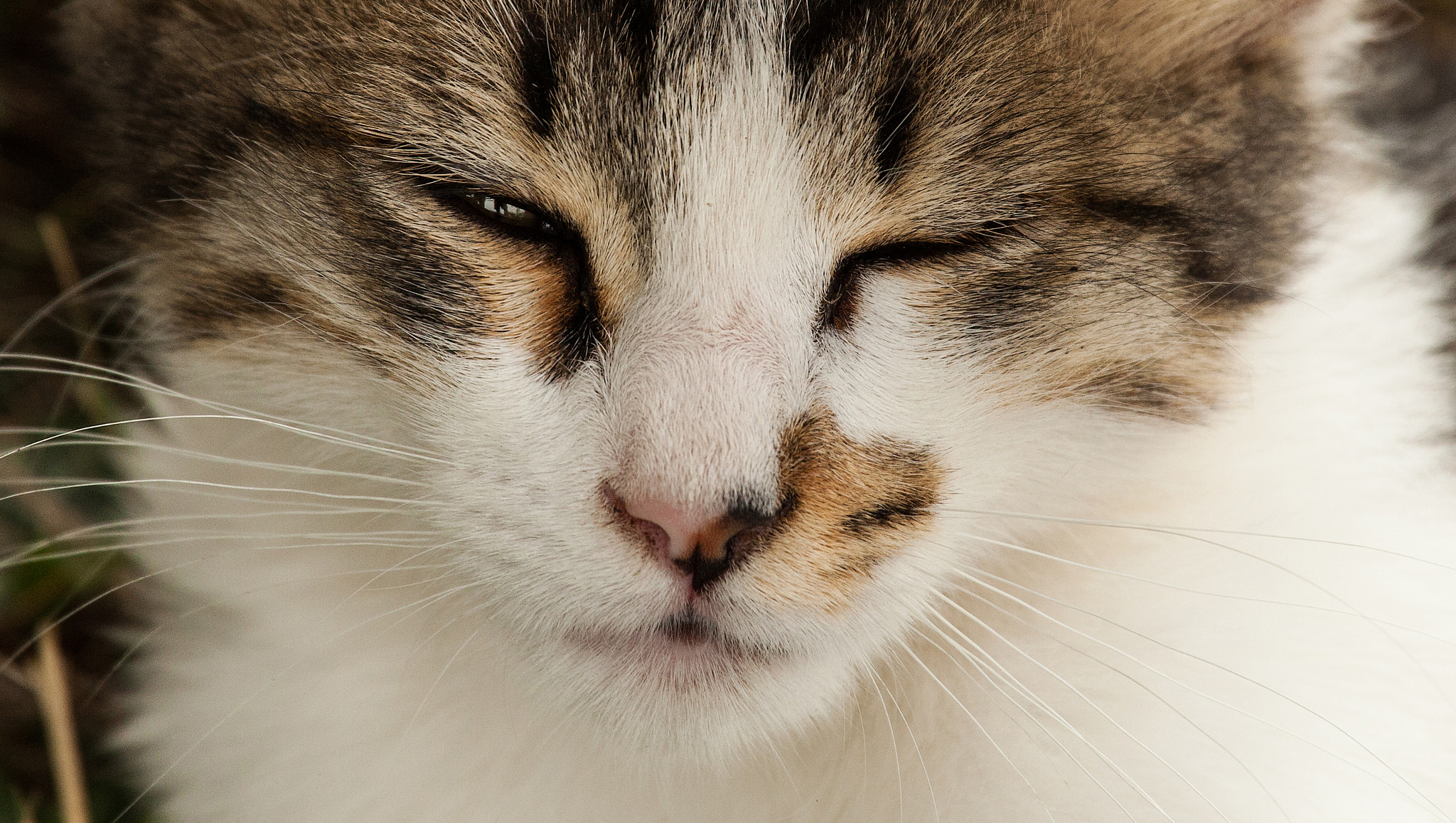 Canon EF 70-200mm F4L IS USM sample photo. Che sonno photography