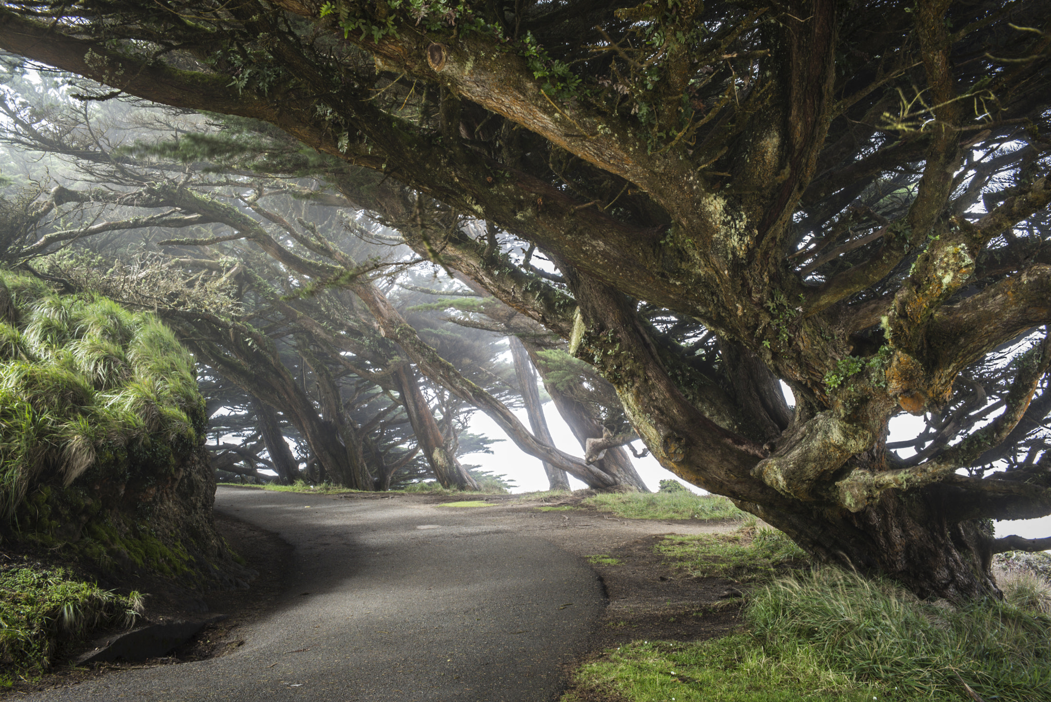 Tri-Elmar-M 1:4/28-35-50 ASPH. sample photo. Trees at point reyes photography