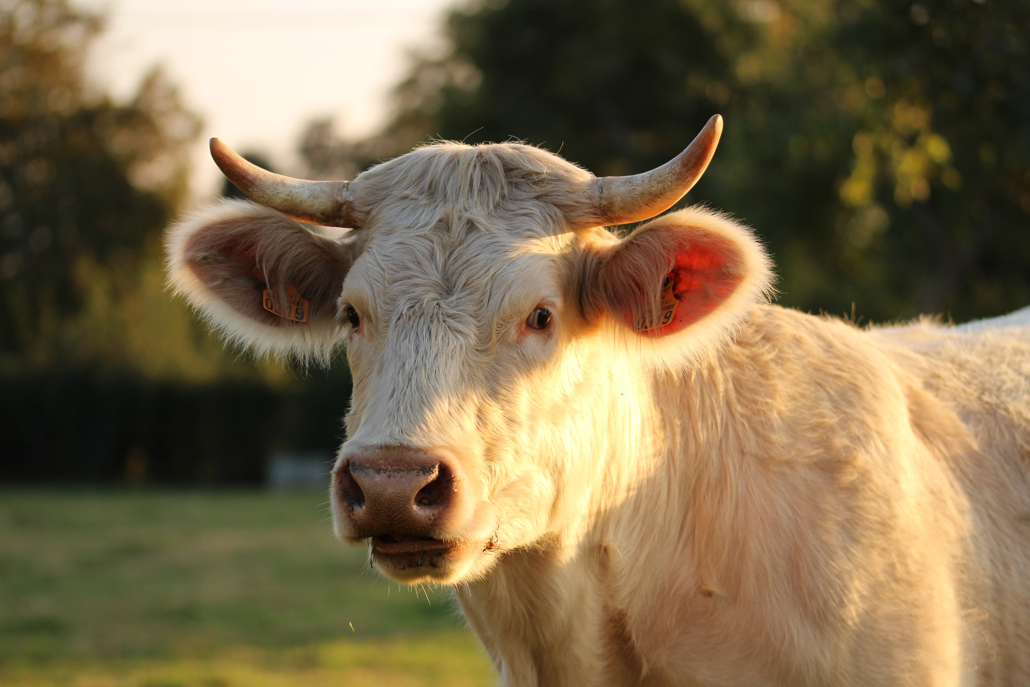 Sigma 105mm F2.8 EX DG OS HSM sample photo. Cow photography