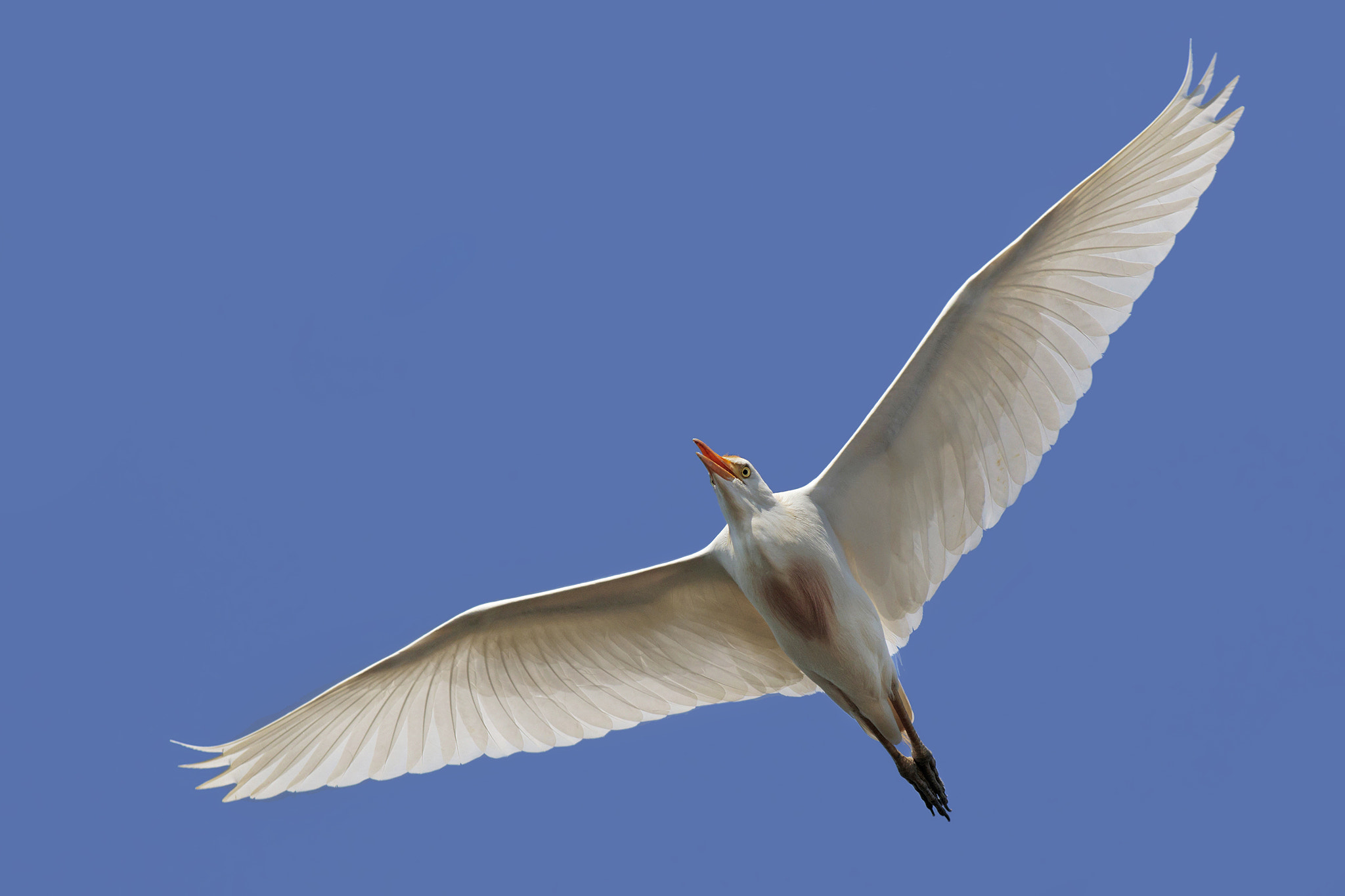 Canon EF 500mm f/4.5L sample photo. Cattle egret photography